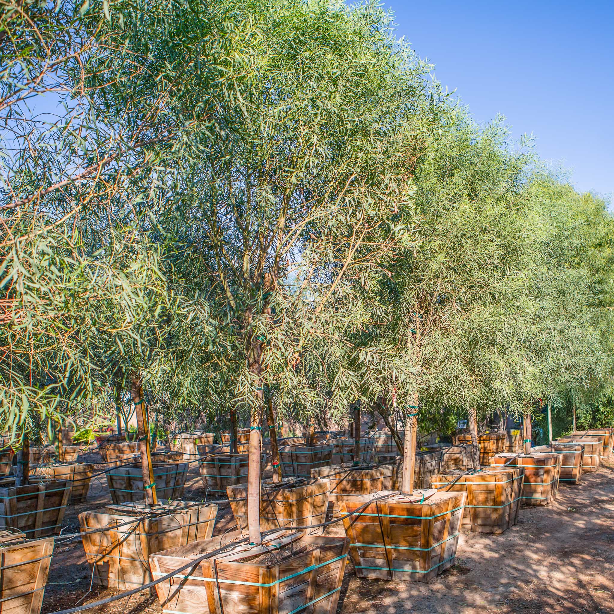Willow Acacia