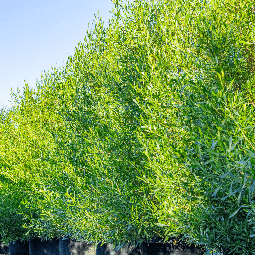 Multiple Mature Green Hopseed Plants in a Row at Nursery