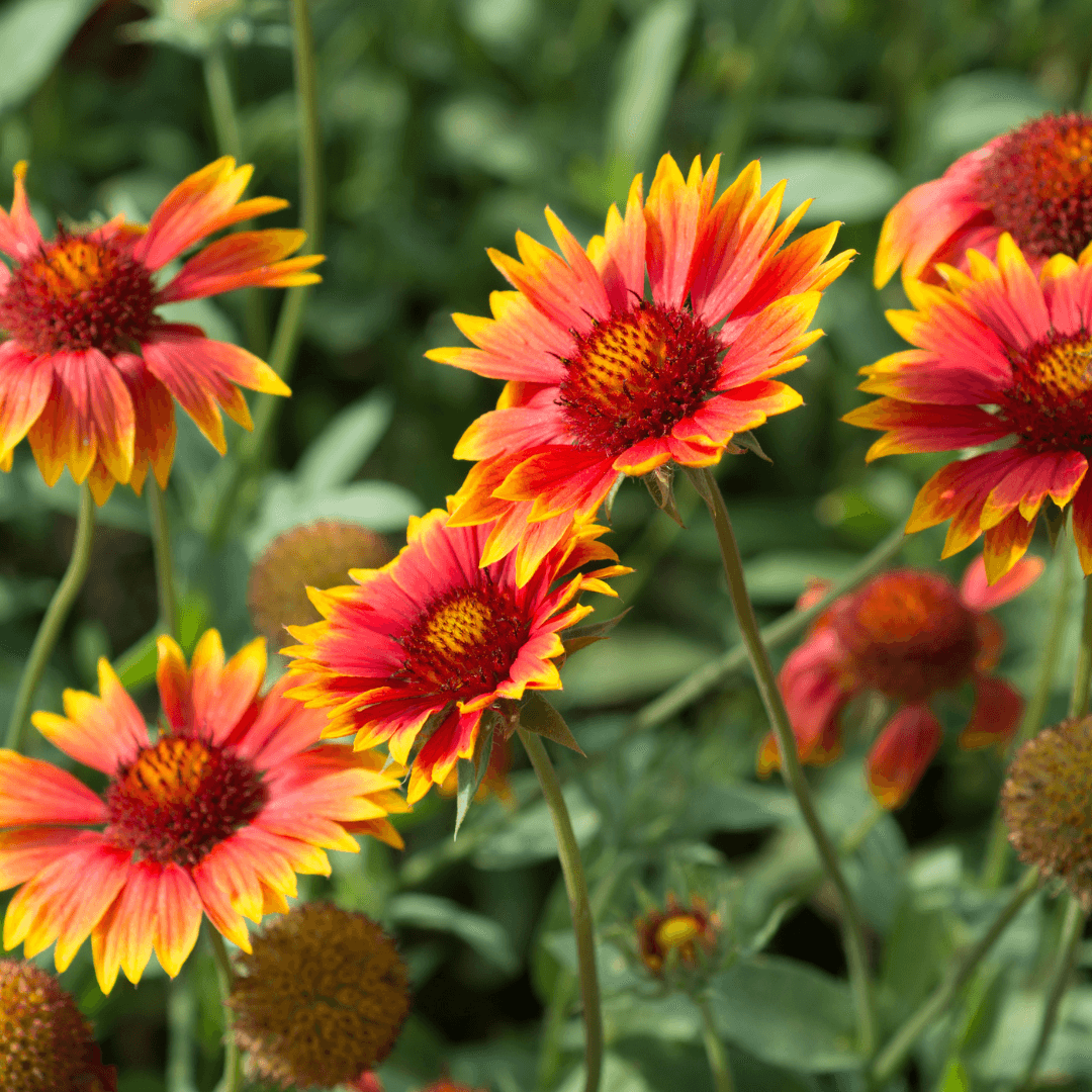 Beautiful Blooming Gaillardia Flowers Potted
