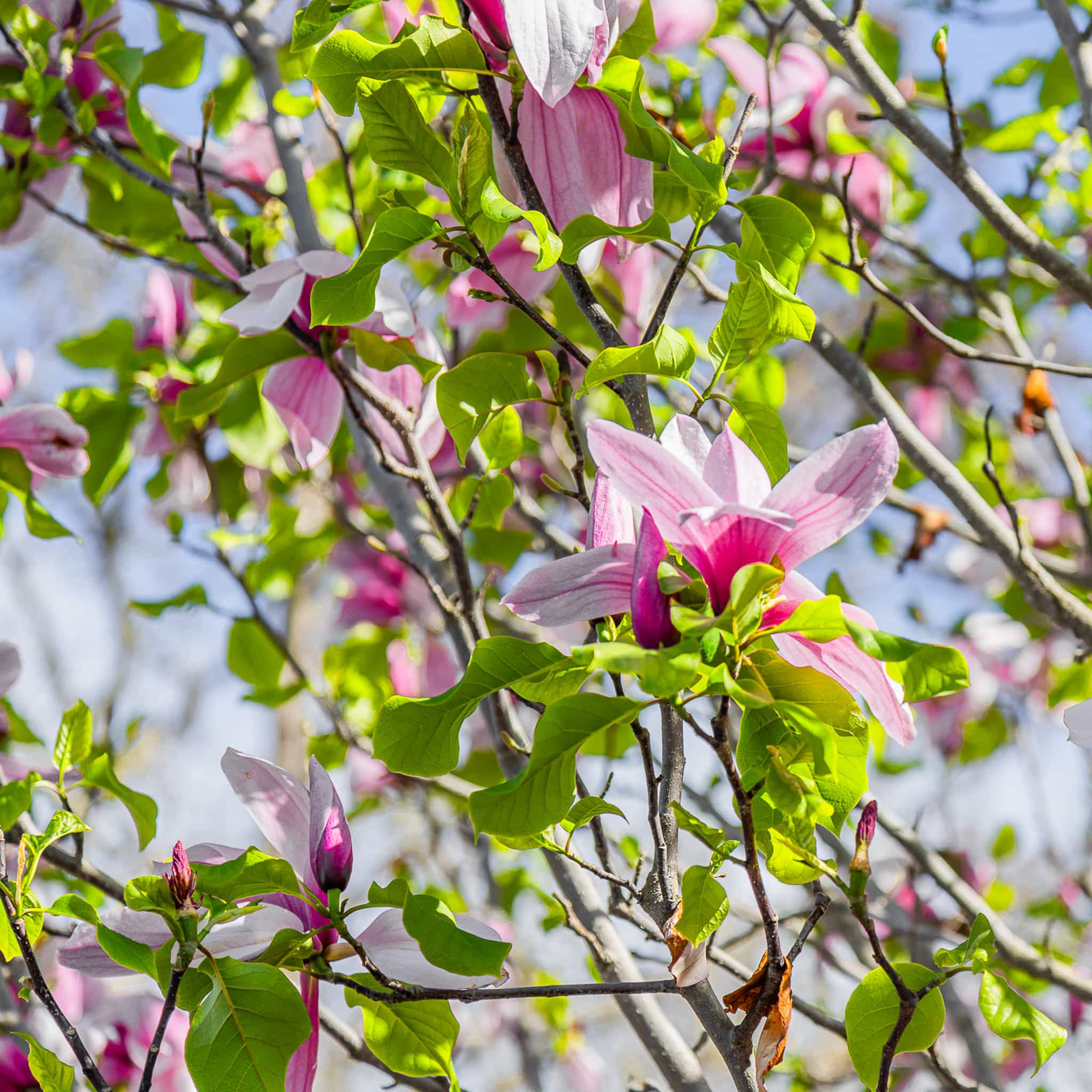 Galaxy Magnolia