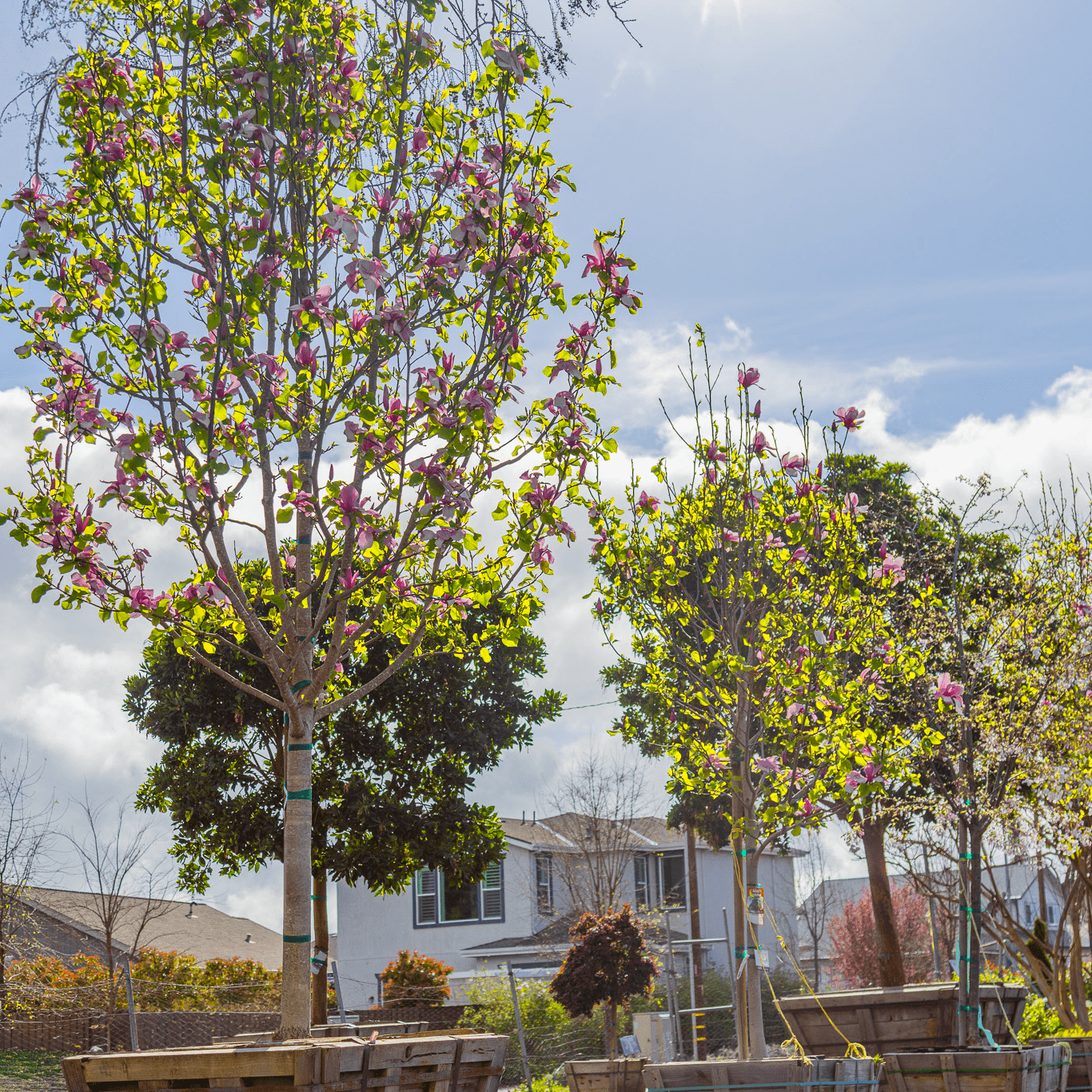 Galaxy Magnolia row