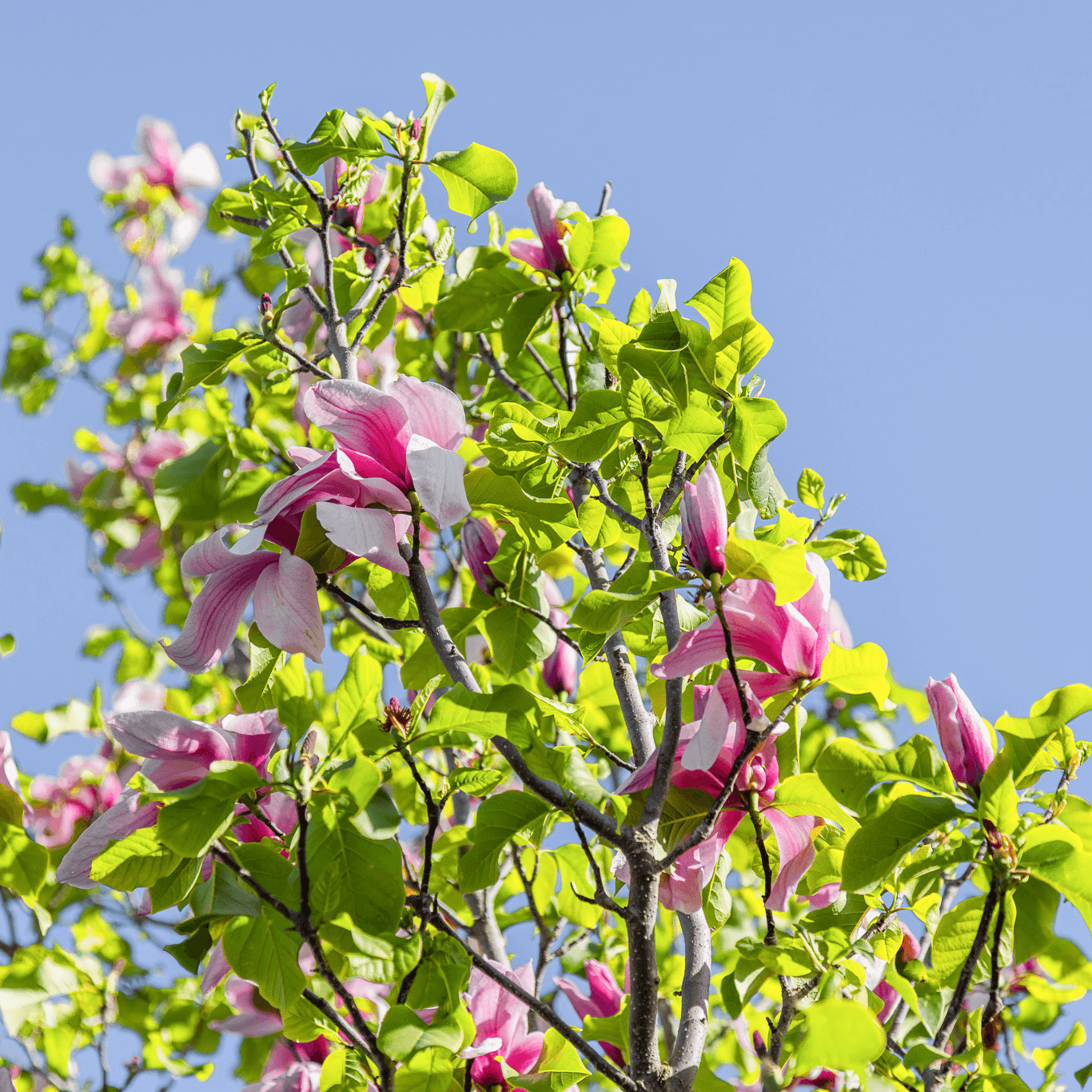 Galaxy Magnolia closeup