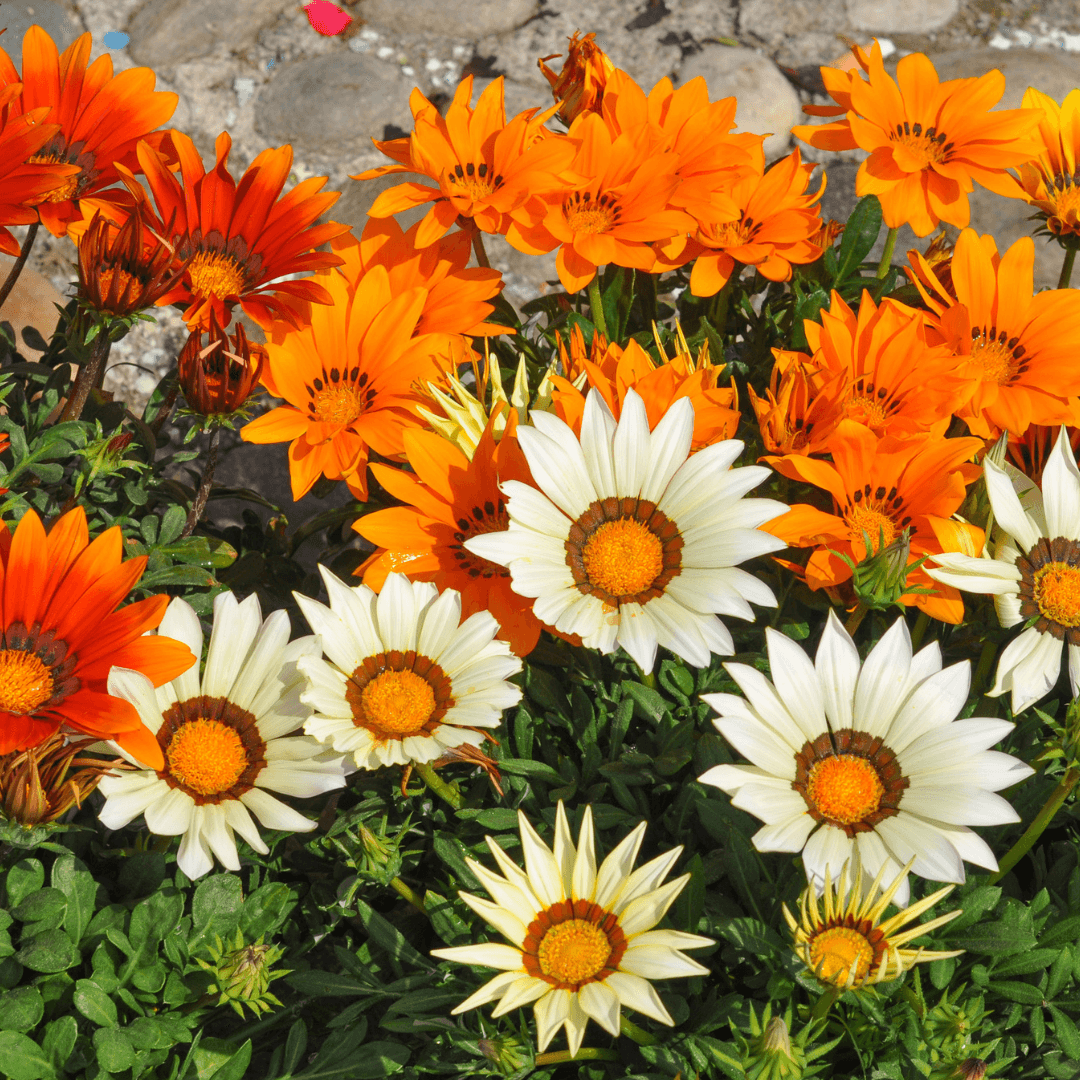Beautiful Blooming Gazania Flowers