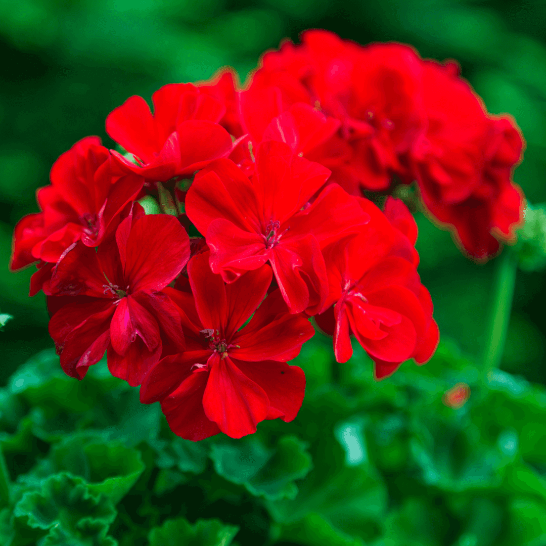 Red Blooming Geranium Flower