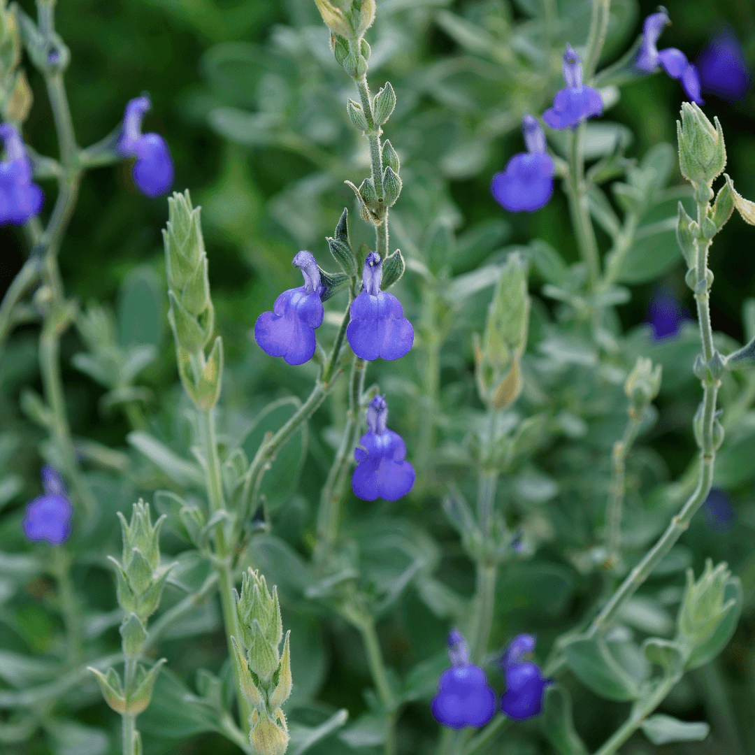 Beautiful Blooming Germander Sage with Vibrant Blue Flowers