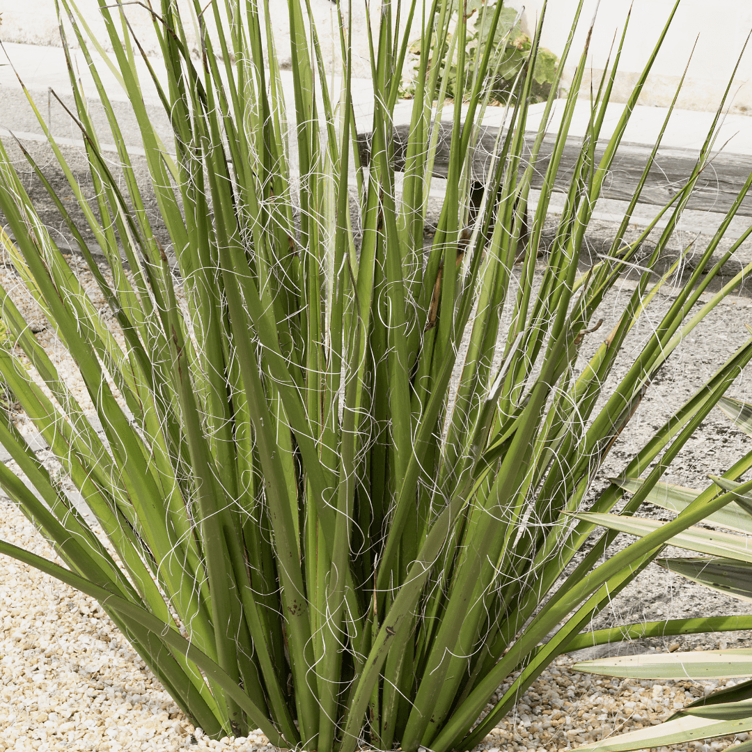 Mature Dense Giant Hesperaloe Planted in Yard