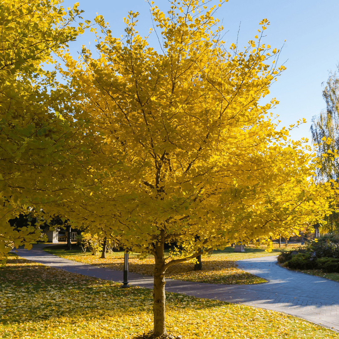 Colorful Ginkgo Tree Planted