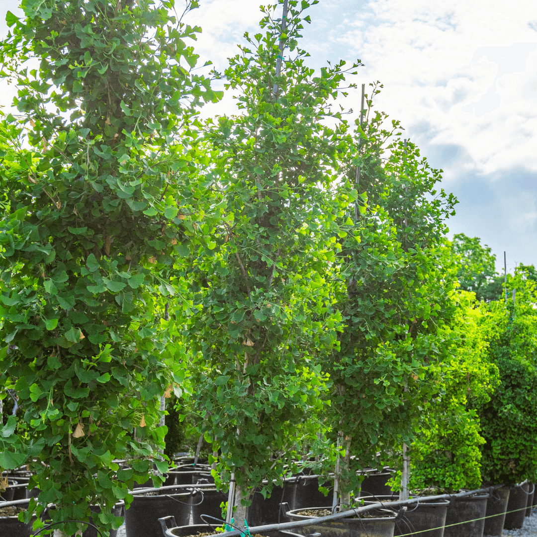 Beautiful Dense Ginkgo Trees In a Row