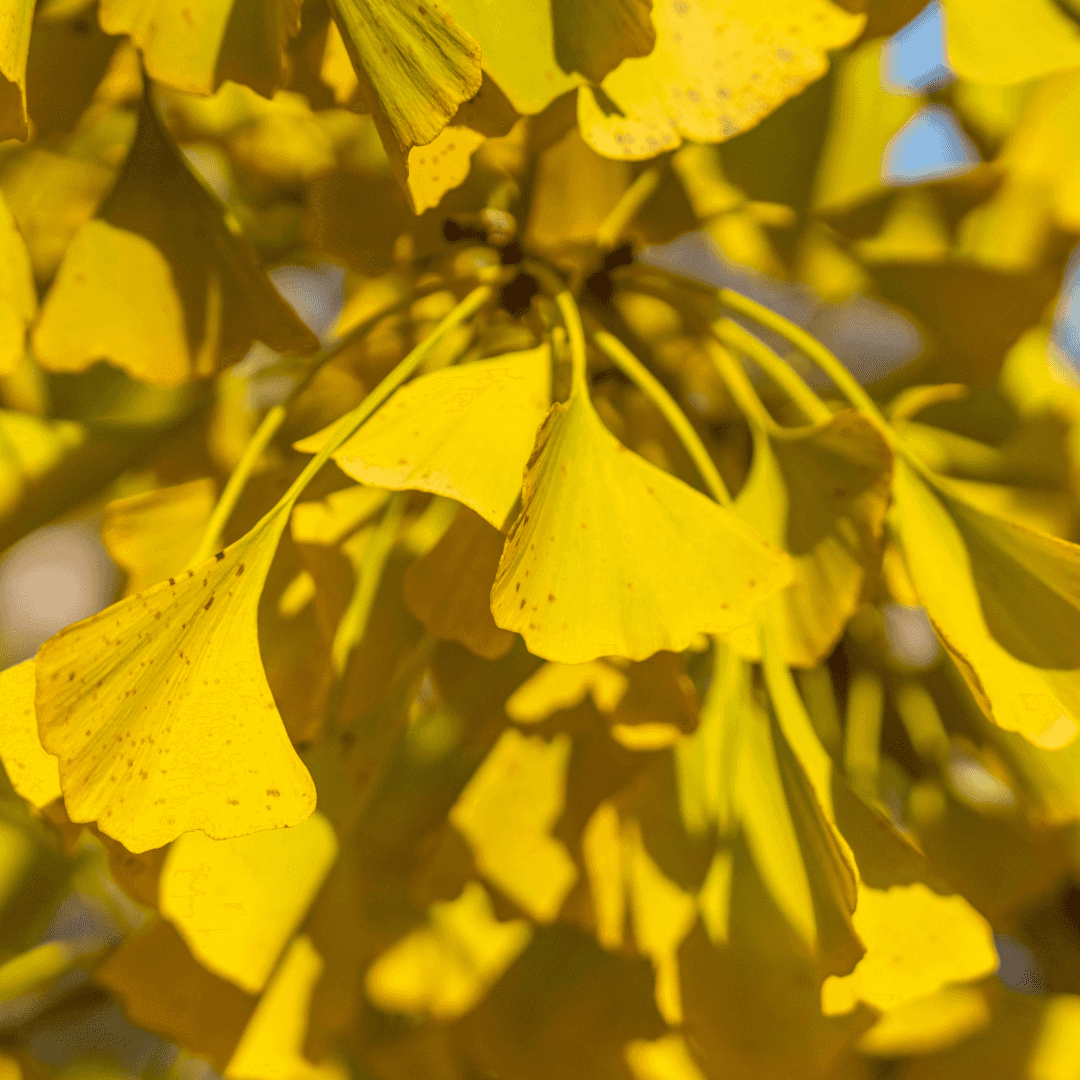 Colorful Ginkgo Tree Planted