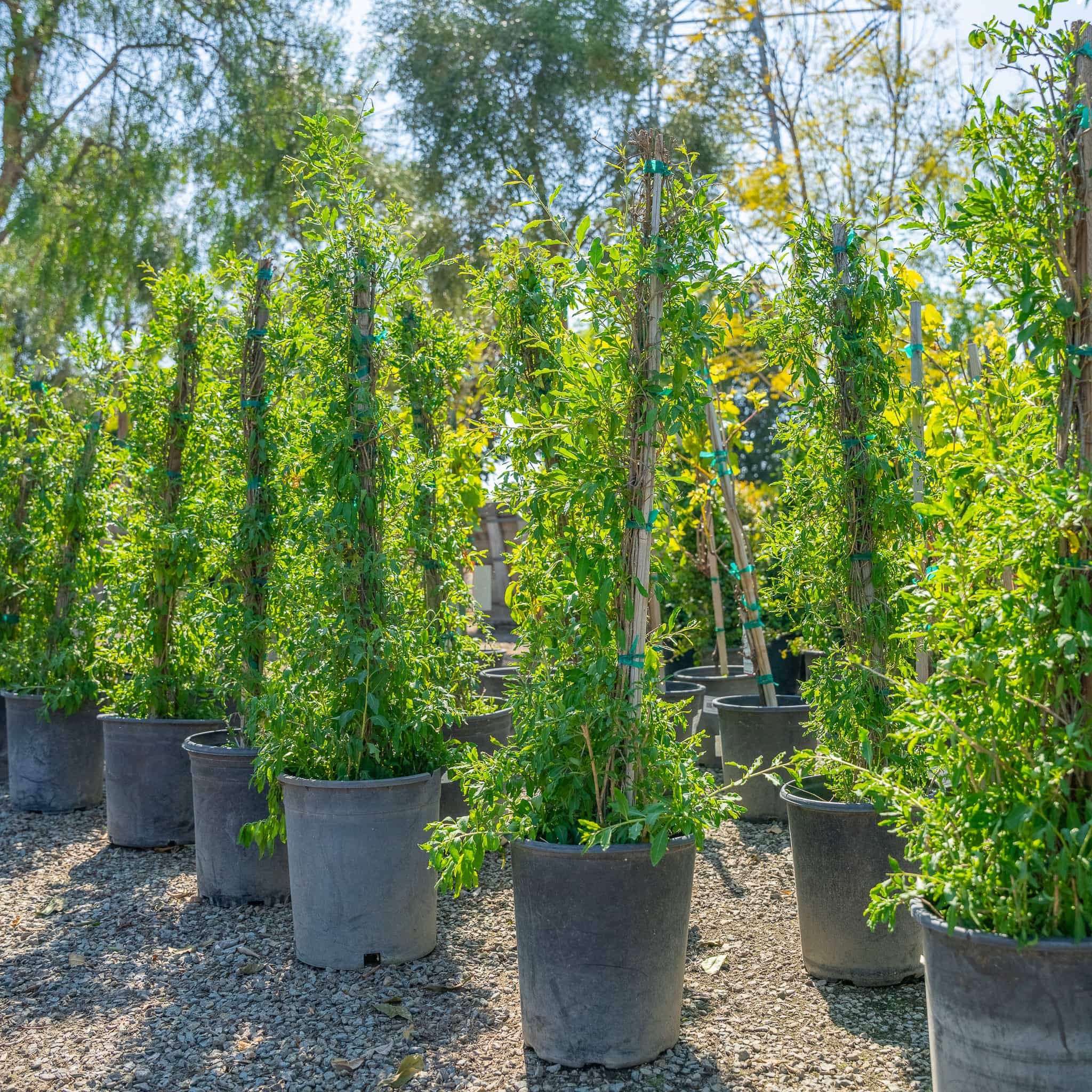 Goji Berry Vine