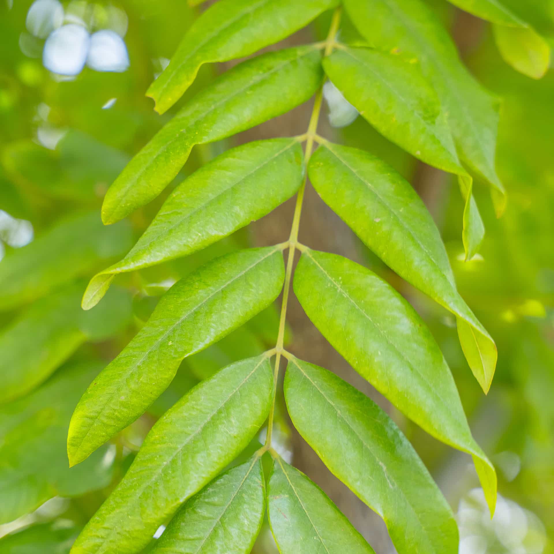 Gold Medallion Tree Evergreen Trees Moon Valley Nurseries