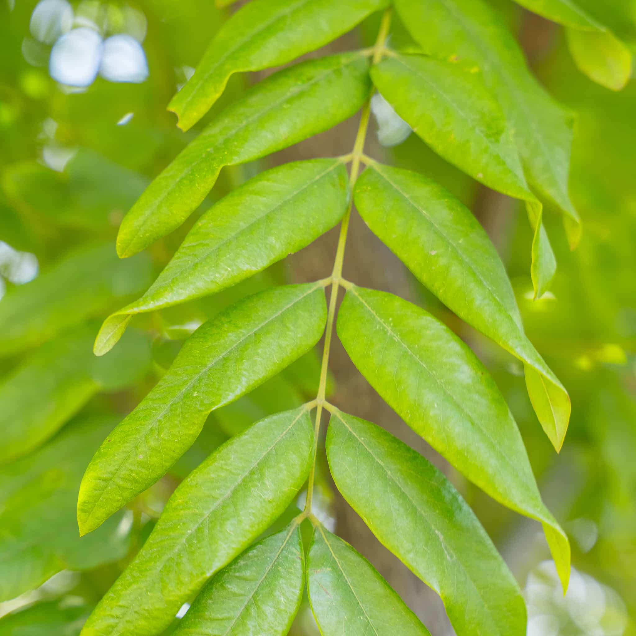 Gold Medallion Tree