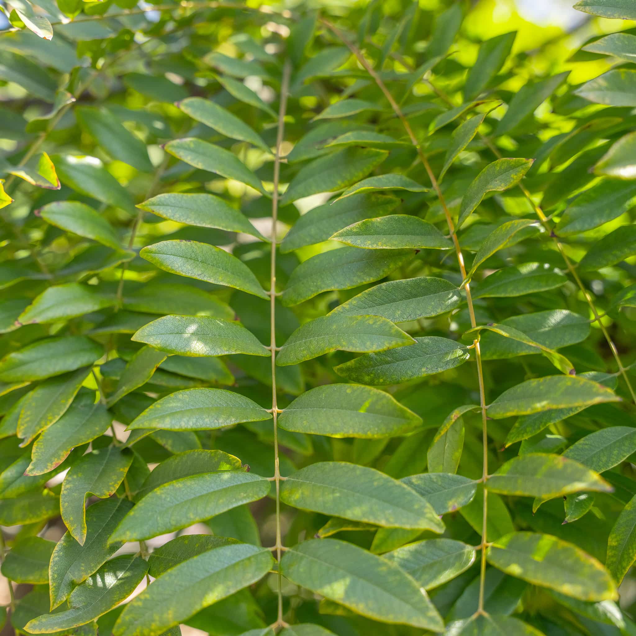 Gold Medallion Tree