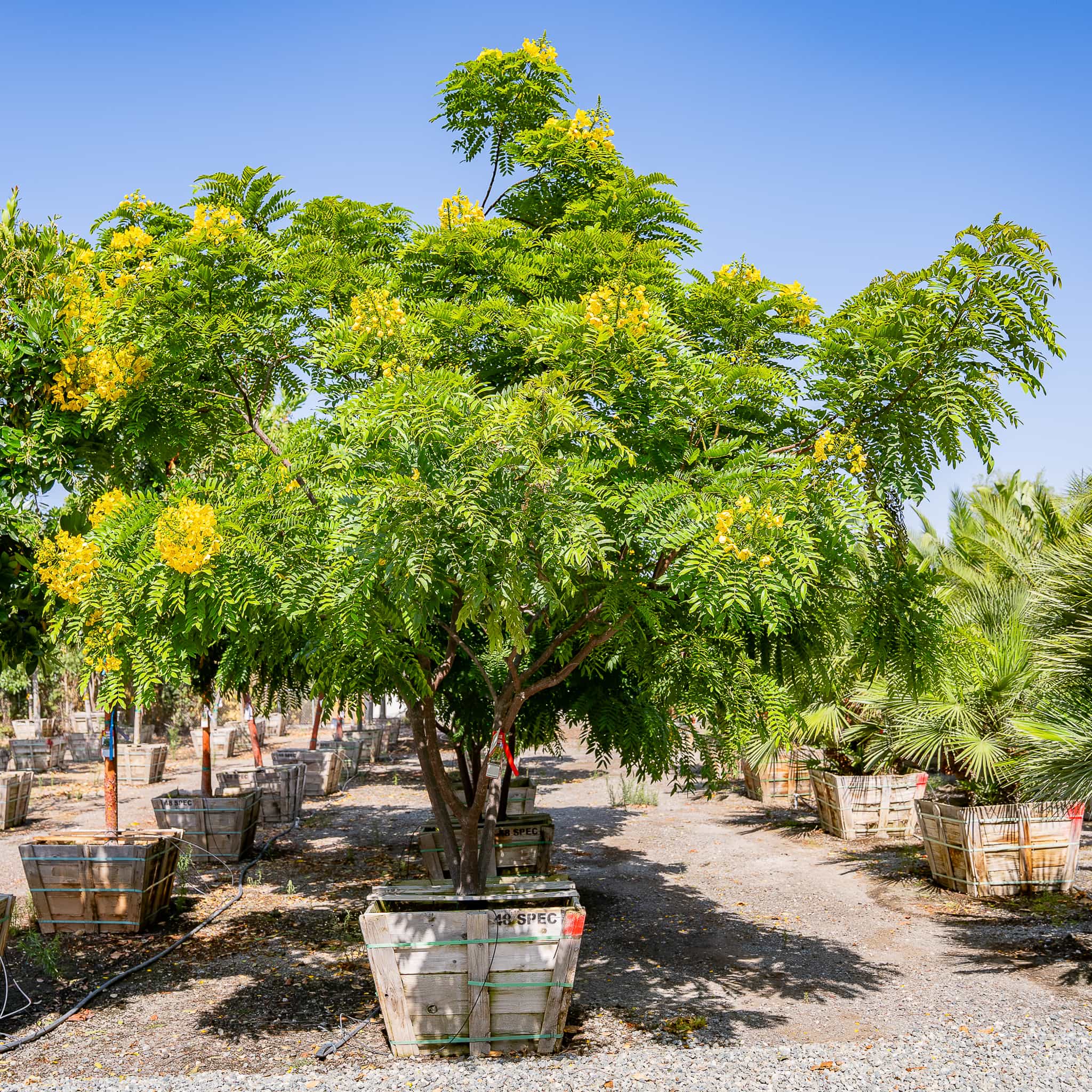 Gold Medallion Tree