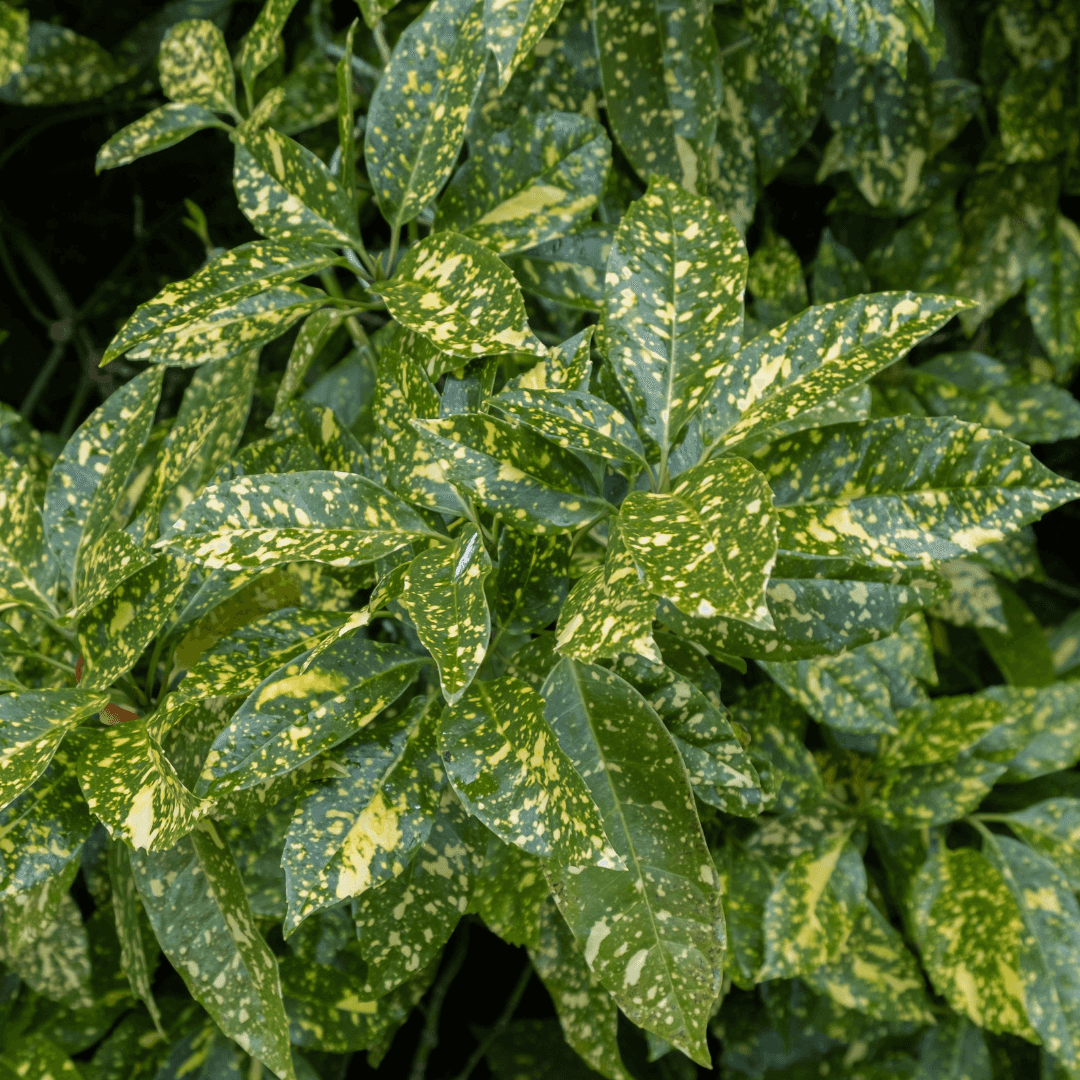 Dense Colorful Gold Spot Aucuba