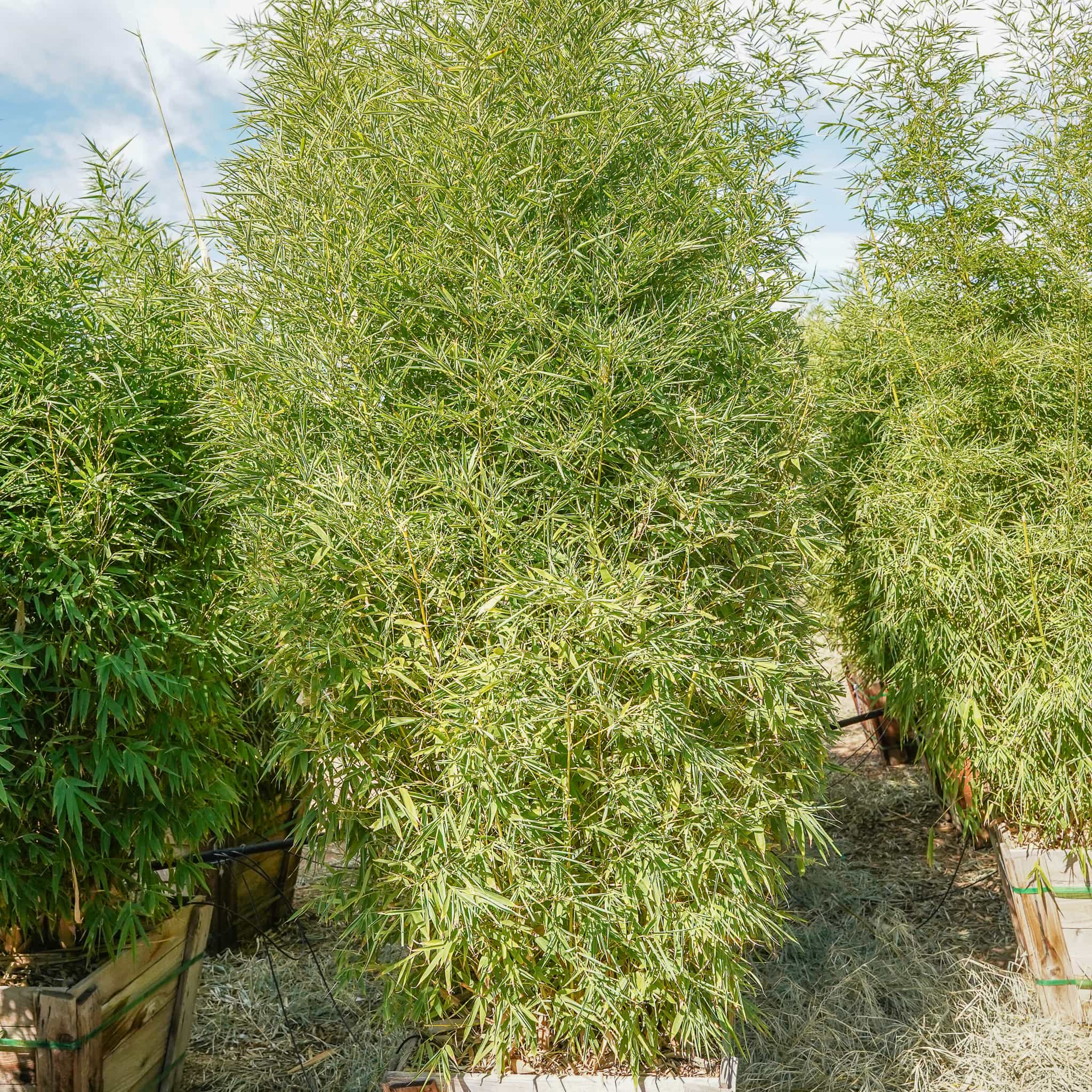 Golden Bamboo