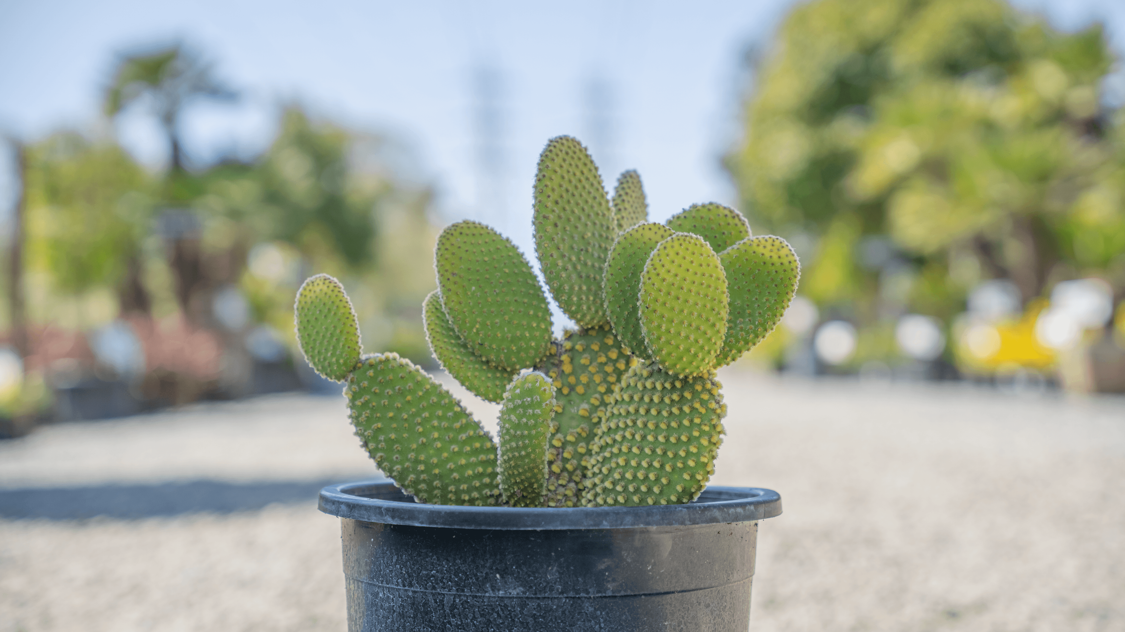 Bunny Ear Prickly Pear Cactus