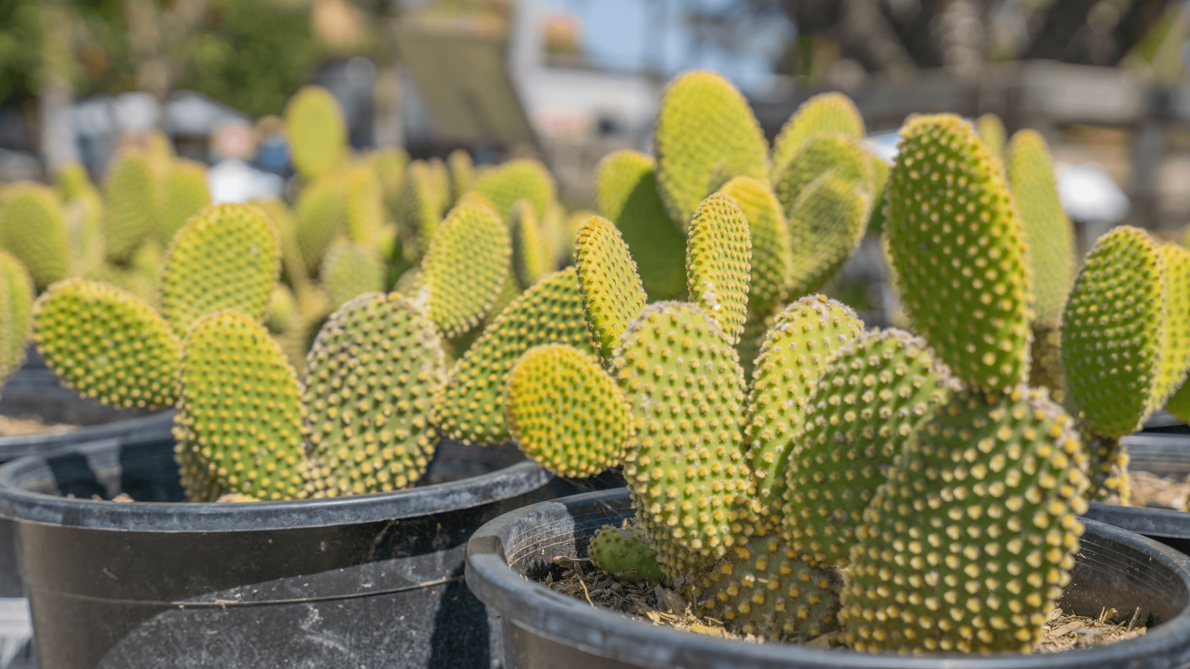 Multiple Bunny Ear Cacti In a Row