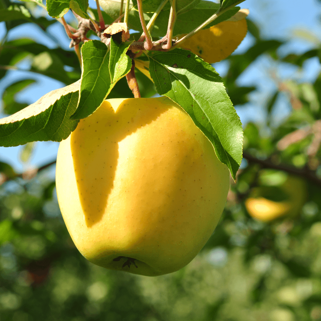 Golden Delicious Apple On Tree