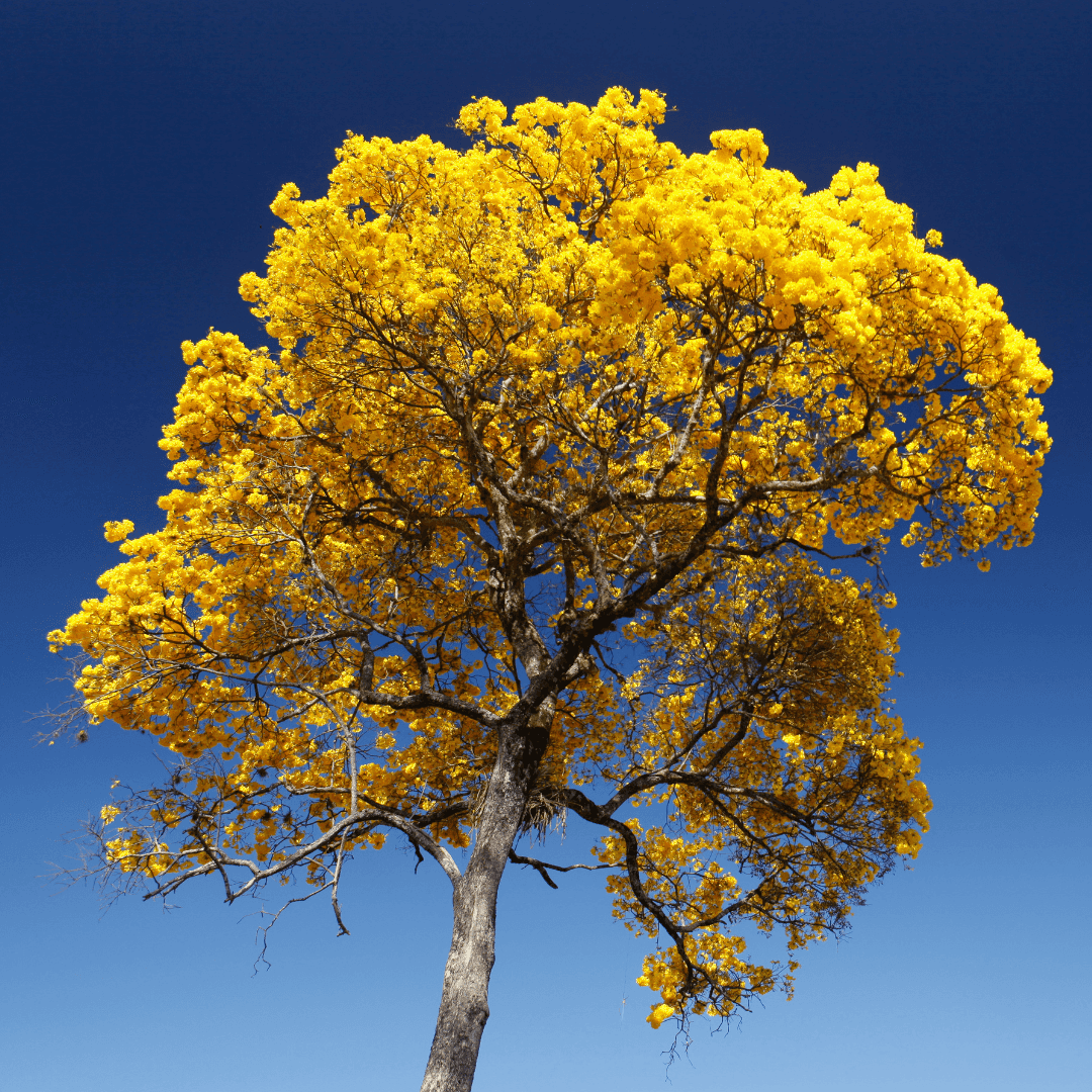 Beautiful Blooming Golden Trumpet Tree
