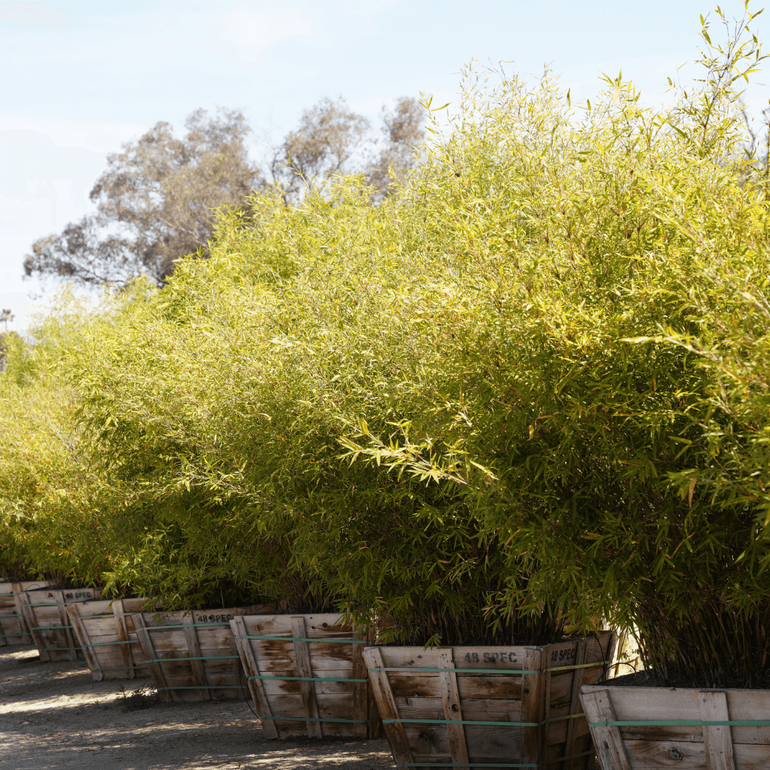 Multiple Golden Bamboo Plants in a Row at Nursery