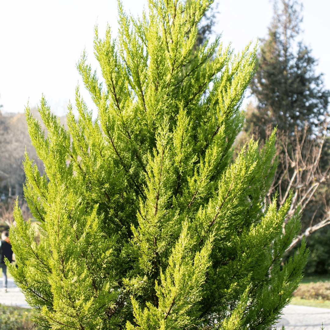 Dense Mature Golden Hinoki Cypress Planted