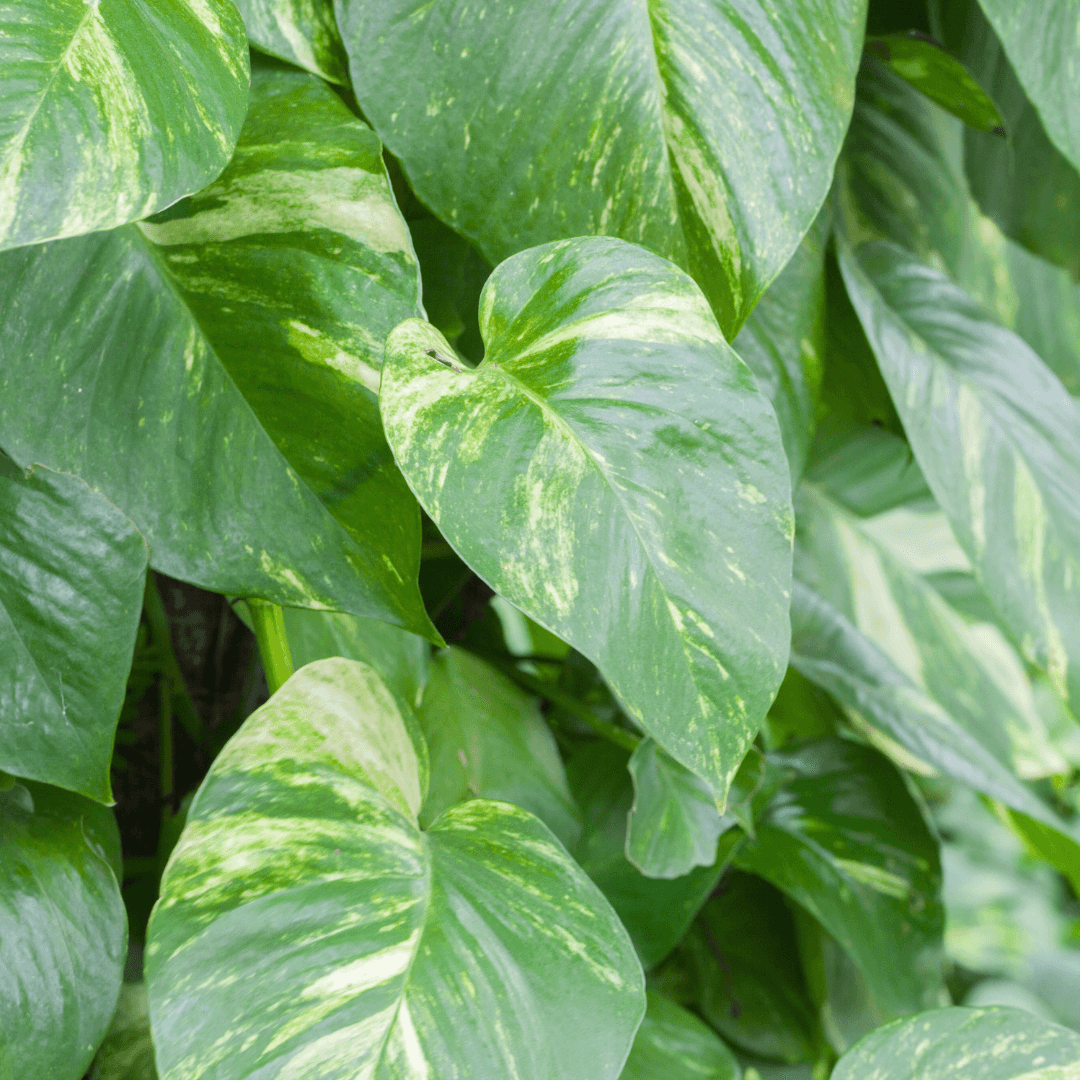 Dense Green Golden Pothos Potted Vine