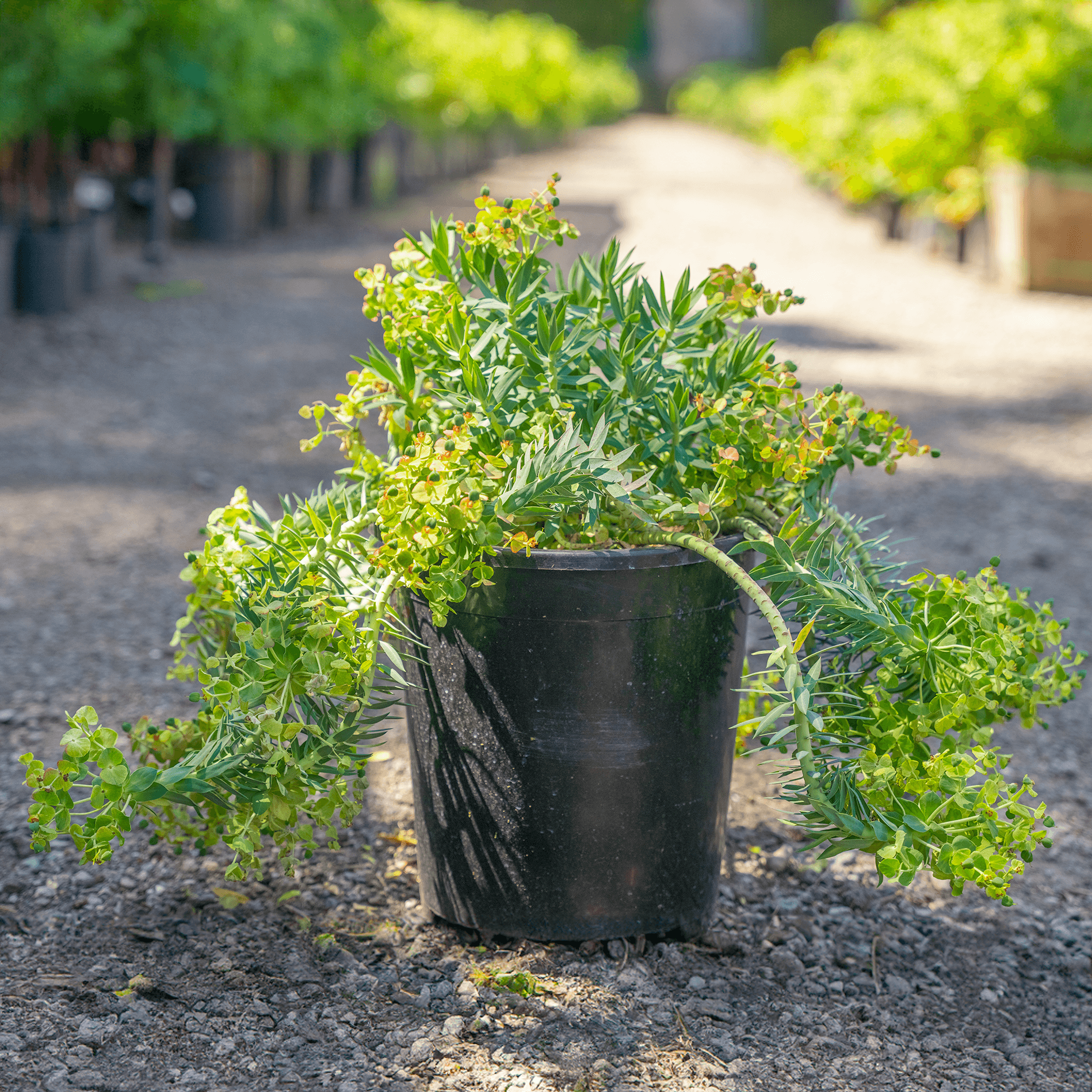 Gopher Plant