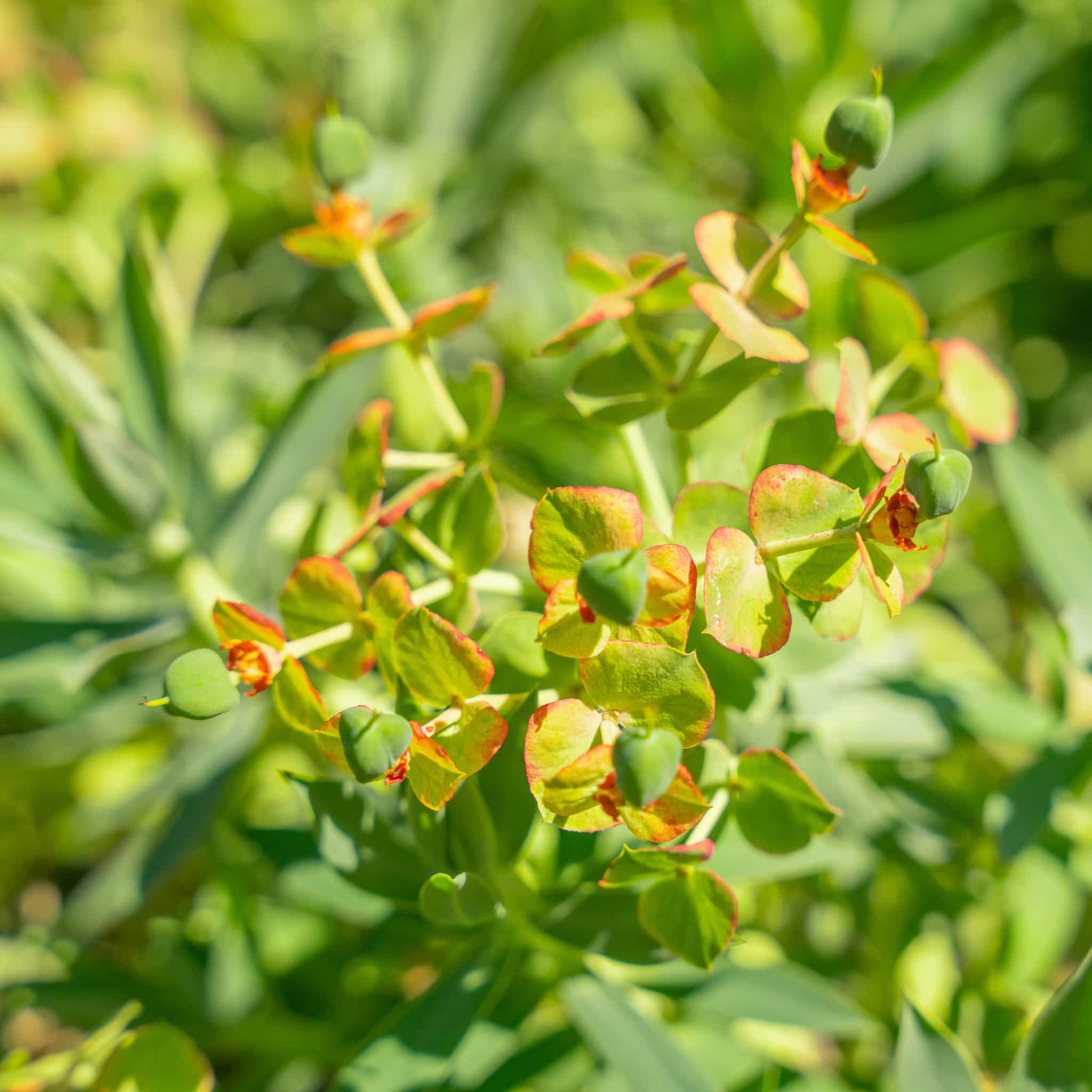 Gopher Plant