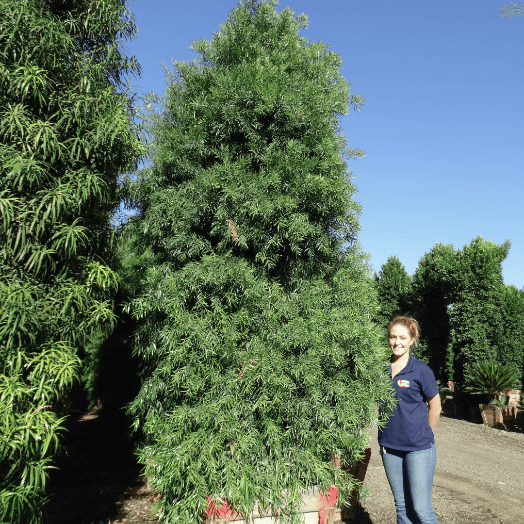 Gracilior Podocarpus
