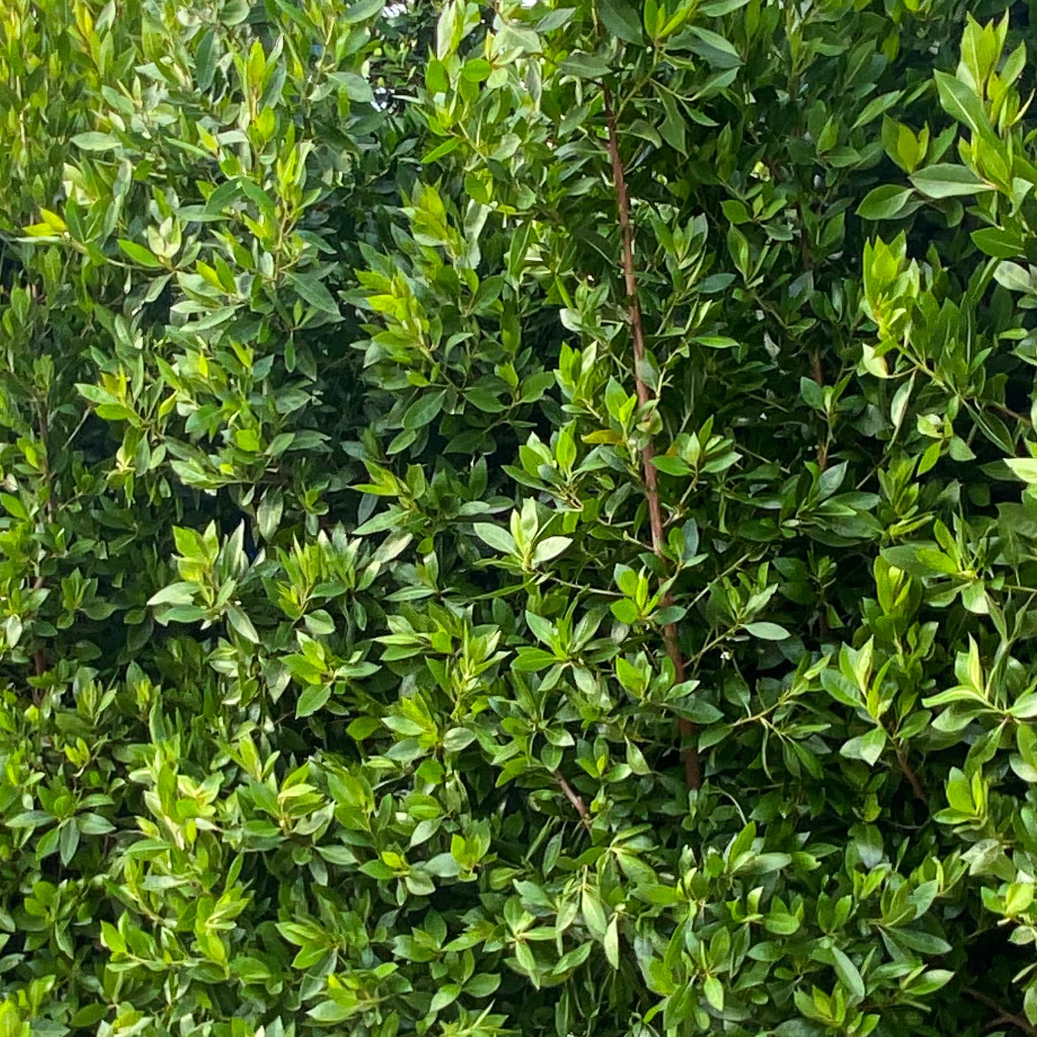 Green Buttonwood