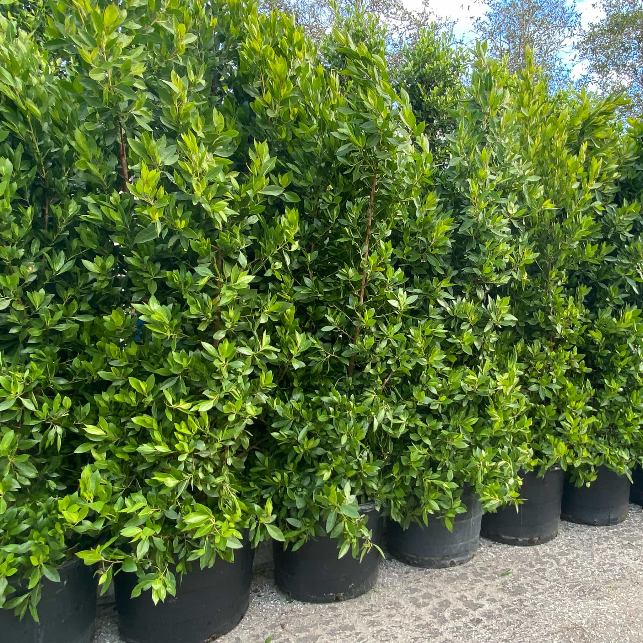Green Buttonwood