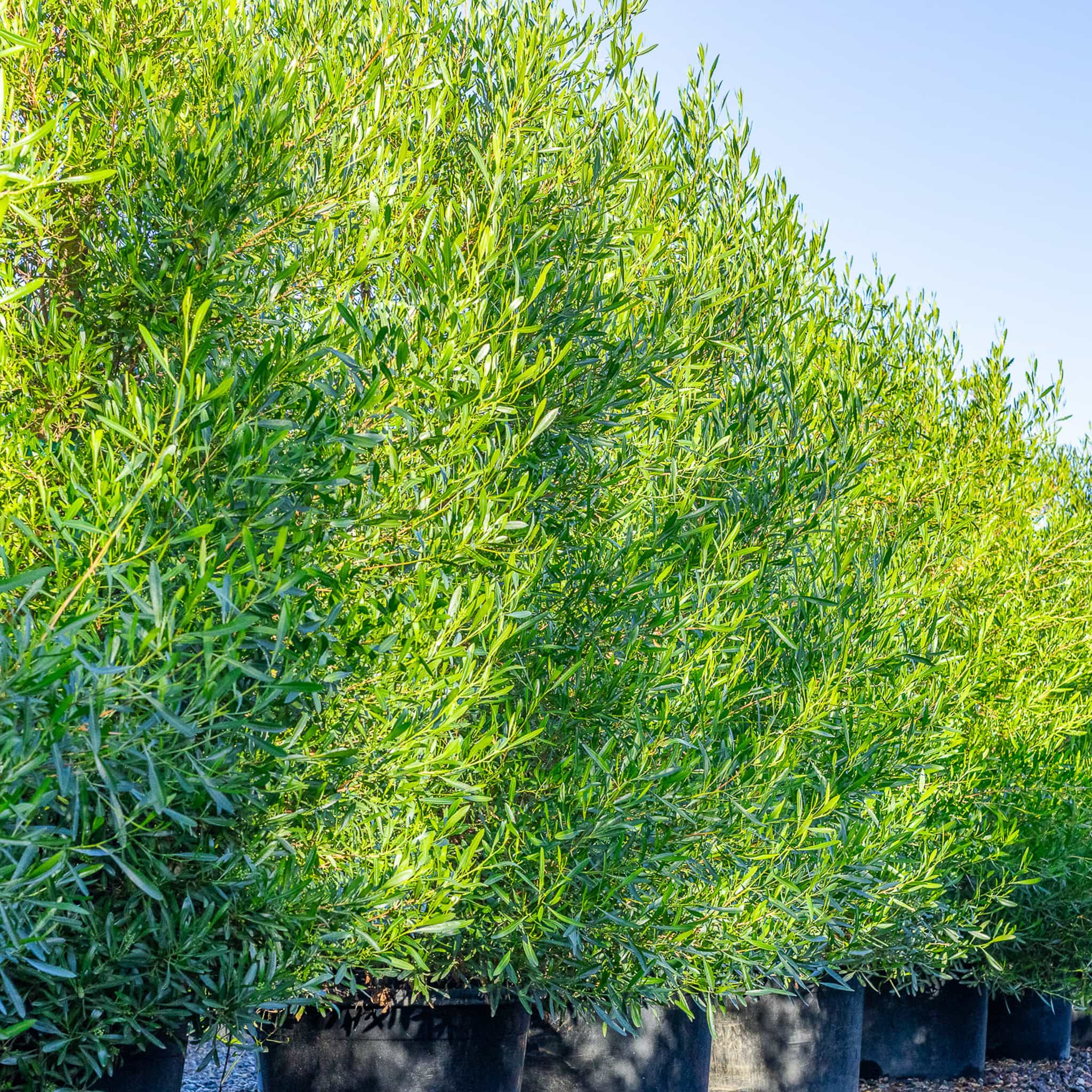 Green Hopseed row