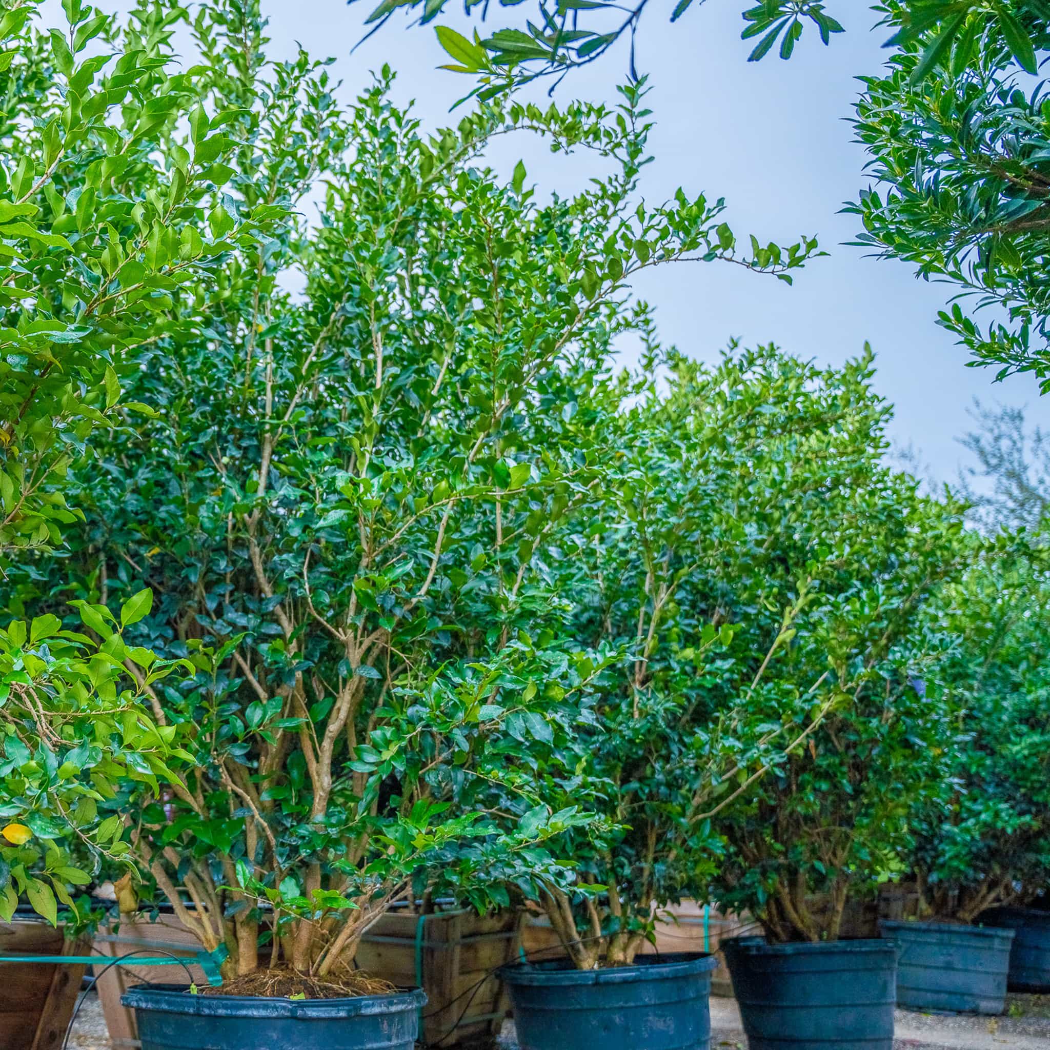 Green Gem Ficus row