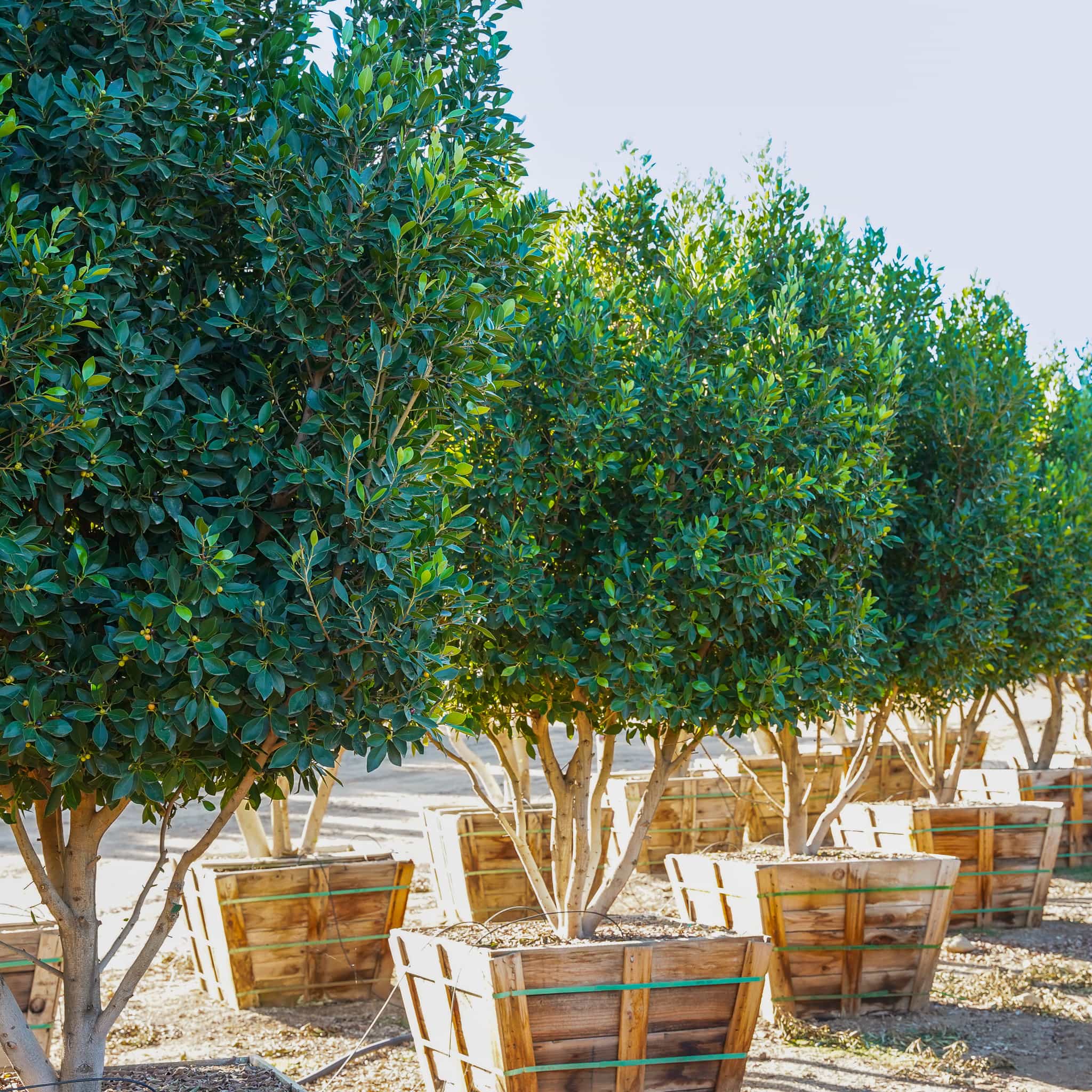 Green Gem Ficus Canopy Close Up.