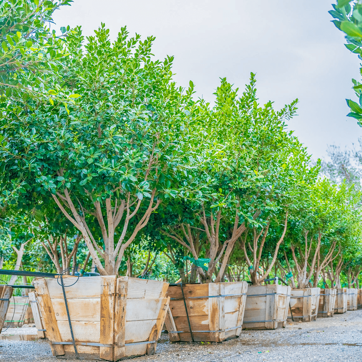 Green gem ficus row