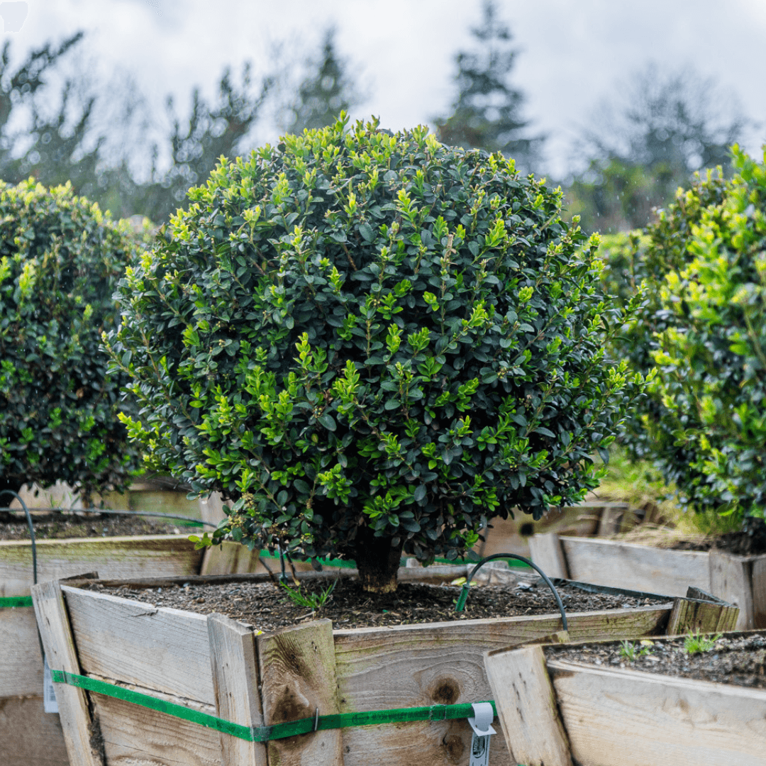Dense Mature Velvet Green Boxwood 