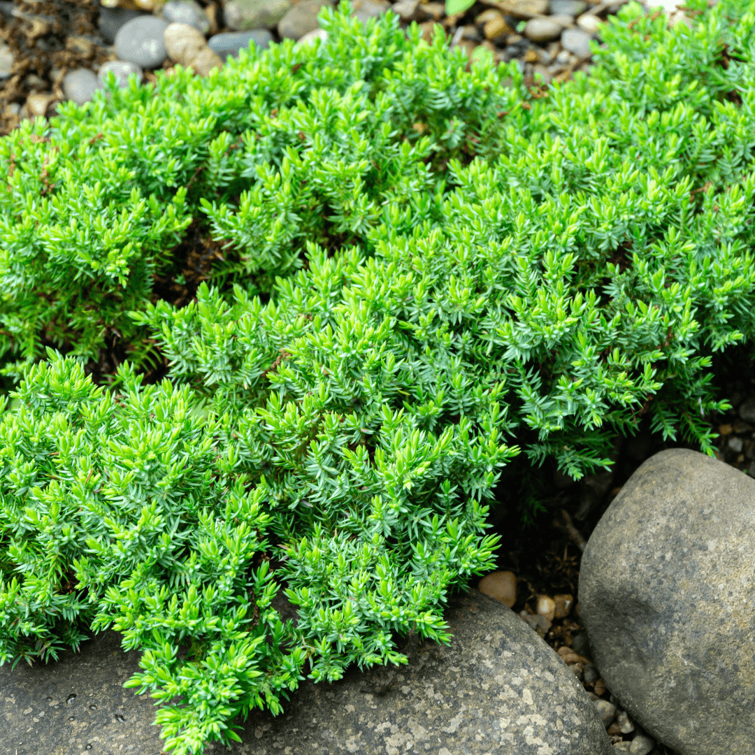 Dense Spreading Green Mound Juniper Planted in Landscape 
