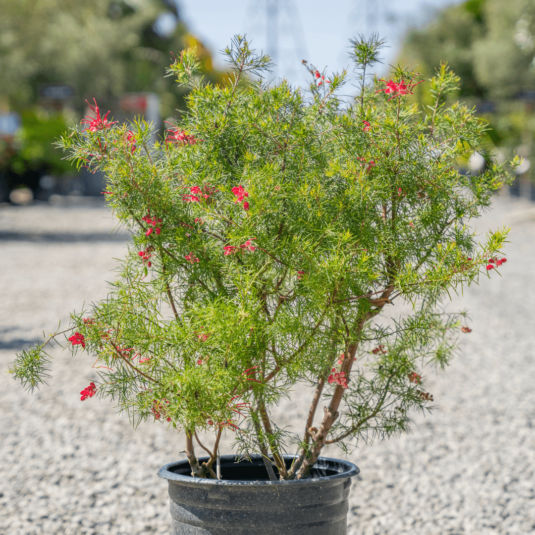 Beautiful Blooming Grevillea Plant Potted
