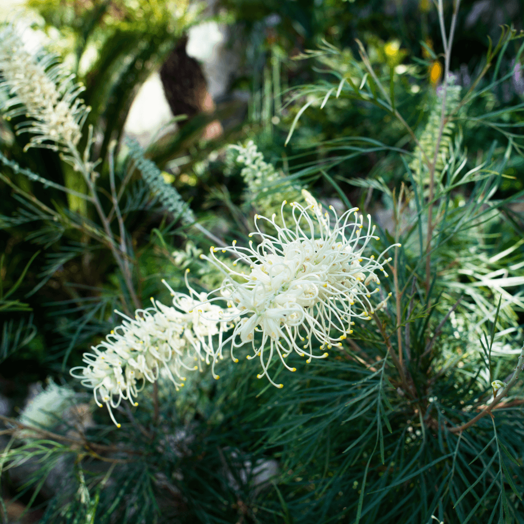 Beautiful Blooming Grevillea Moonlight Plant with Vibrant White Flowers 