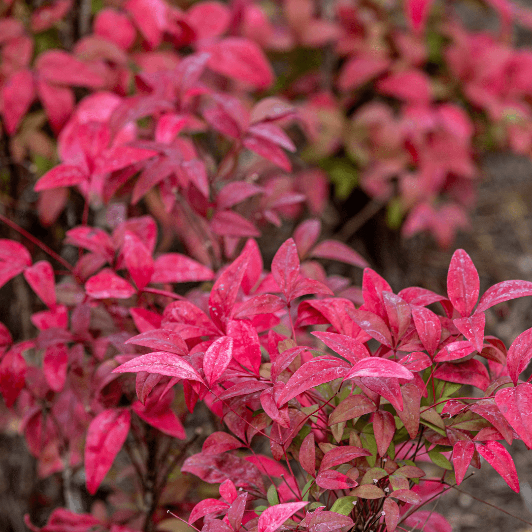 Colorful Mature Grove Dwarf Burning Bush Plant