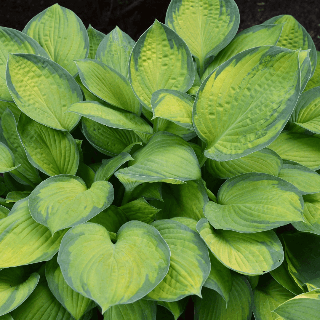 Dense Mature Guacamole Hosta Plant