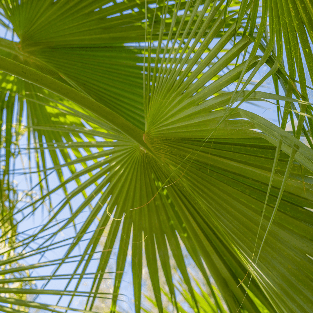 Guadalupe Fan Palm Frond