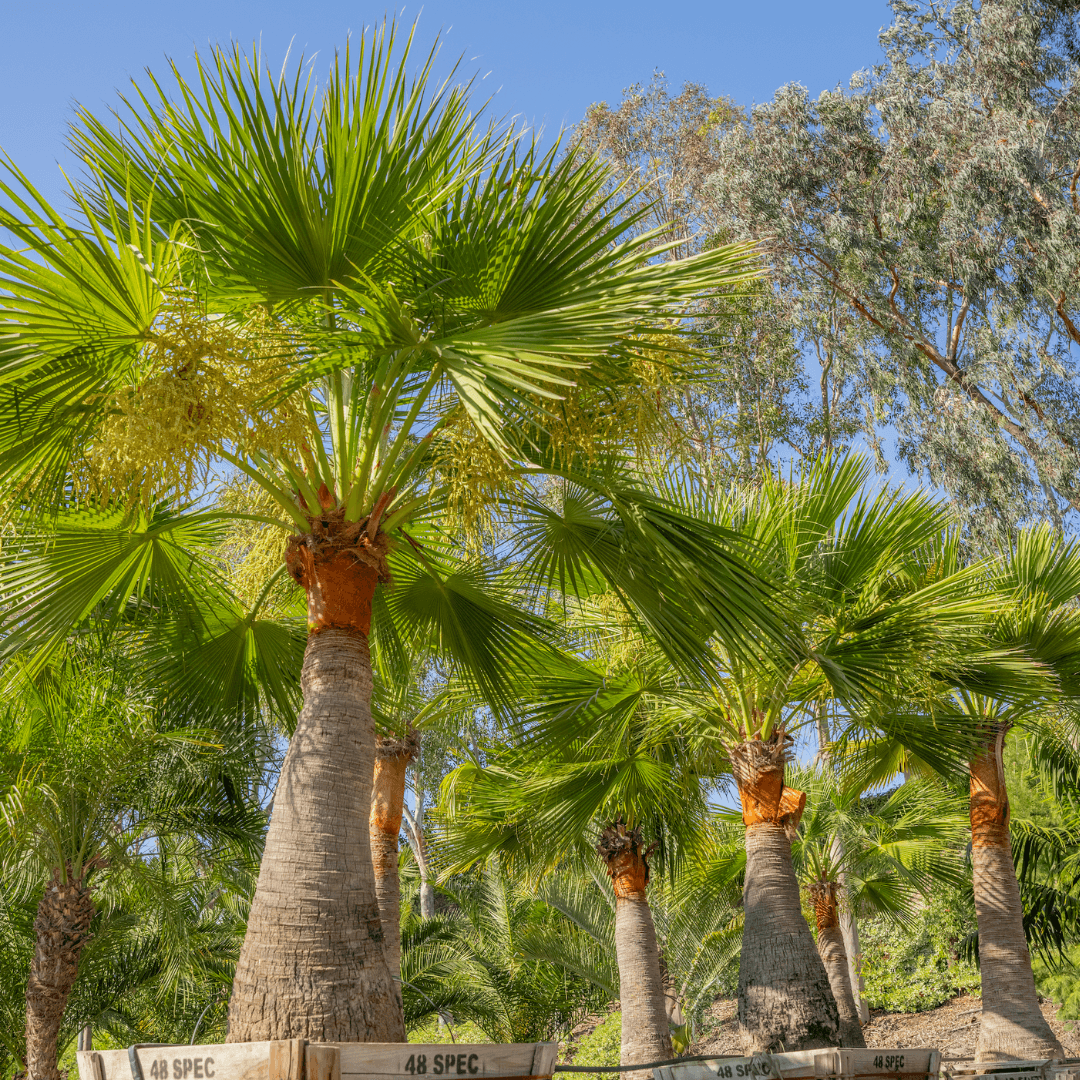 Guadalupe Fan Palms