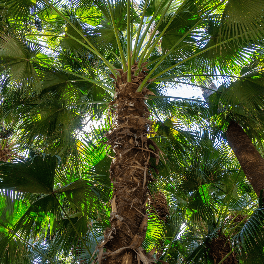 Mature Guadalupe Fan Palm Planted