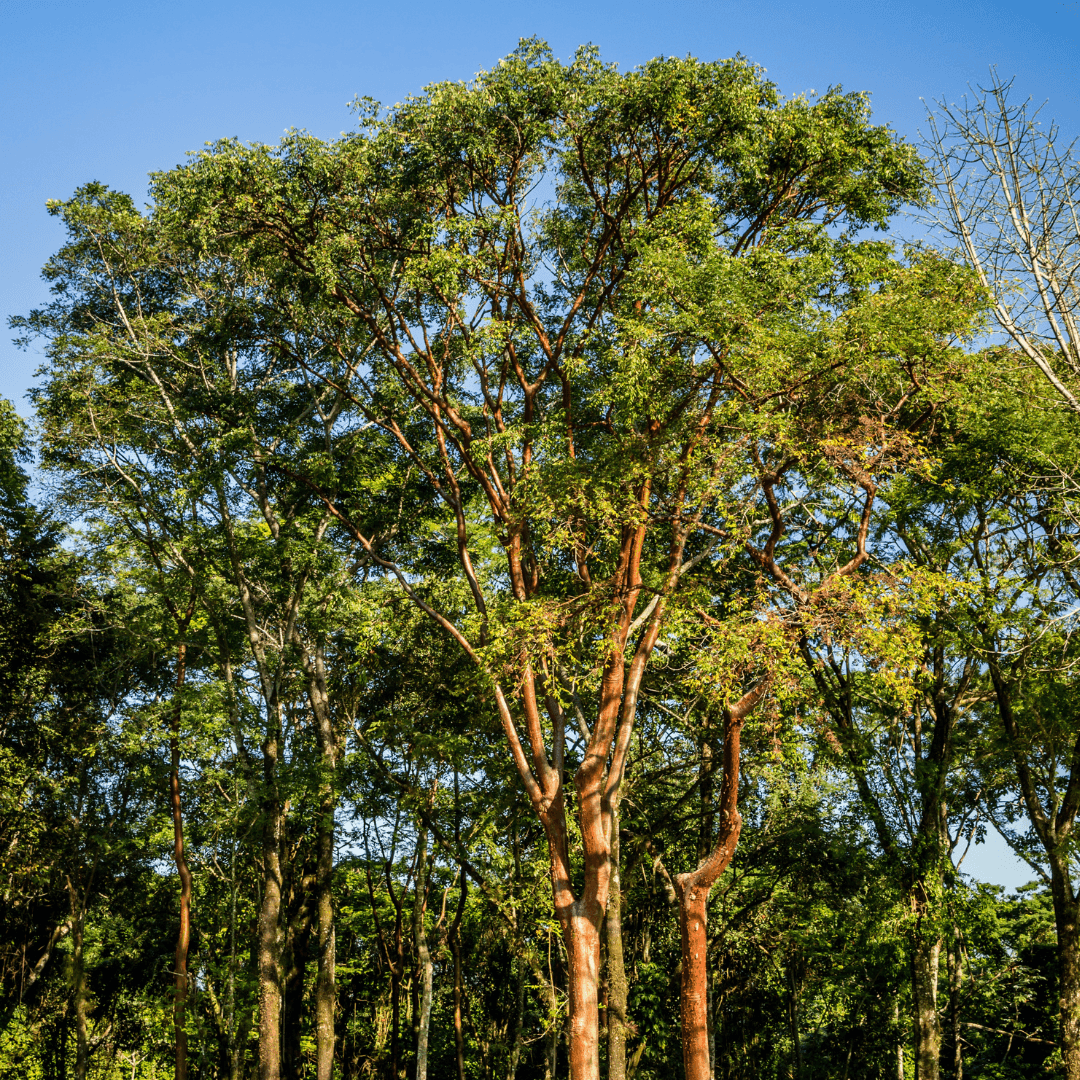 Mature Gumbo Limbo Tree Planted