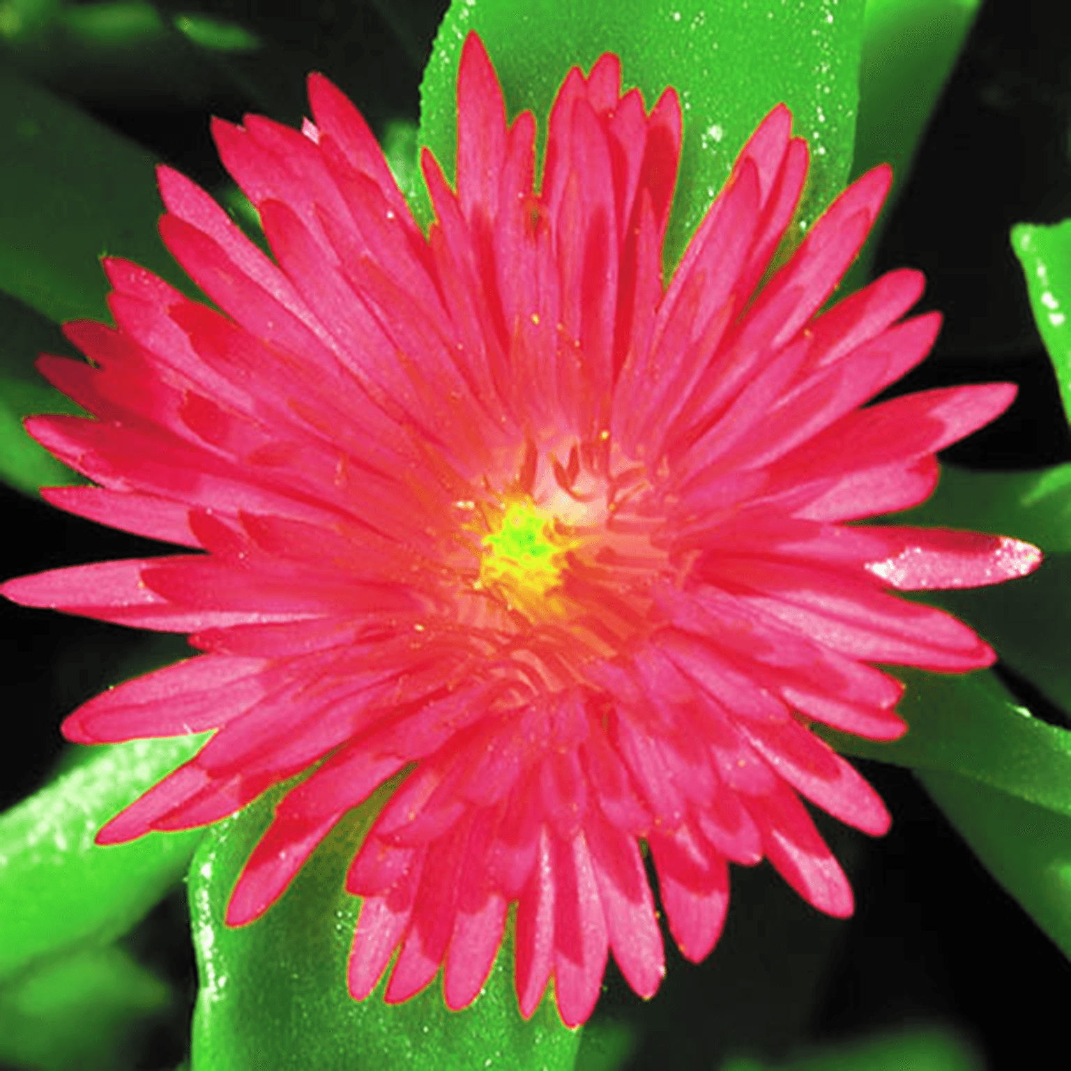 Hearts and Flowers