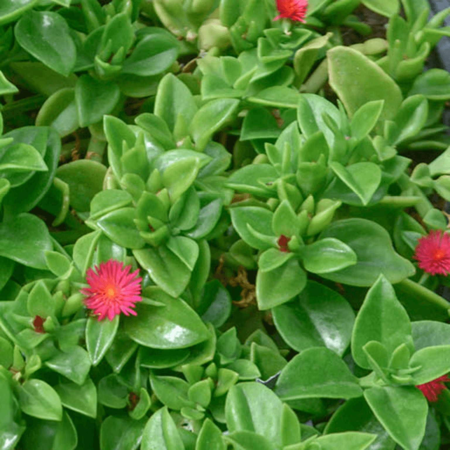 Hearts and Flowers