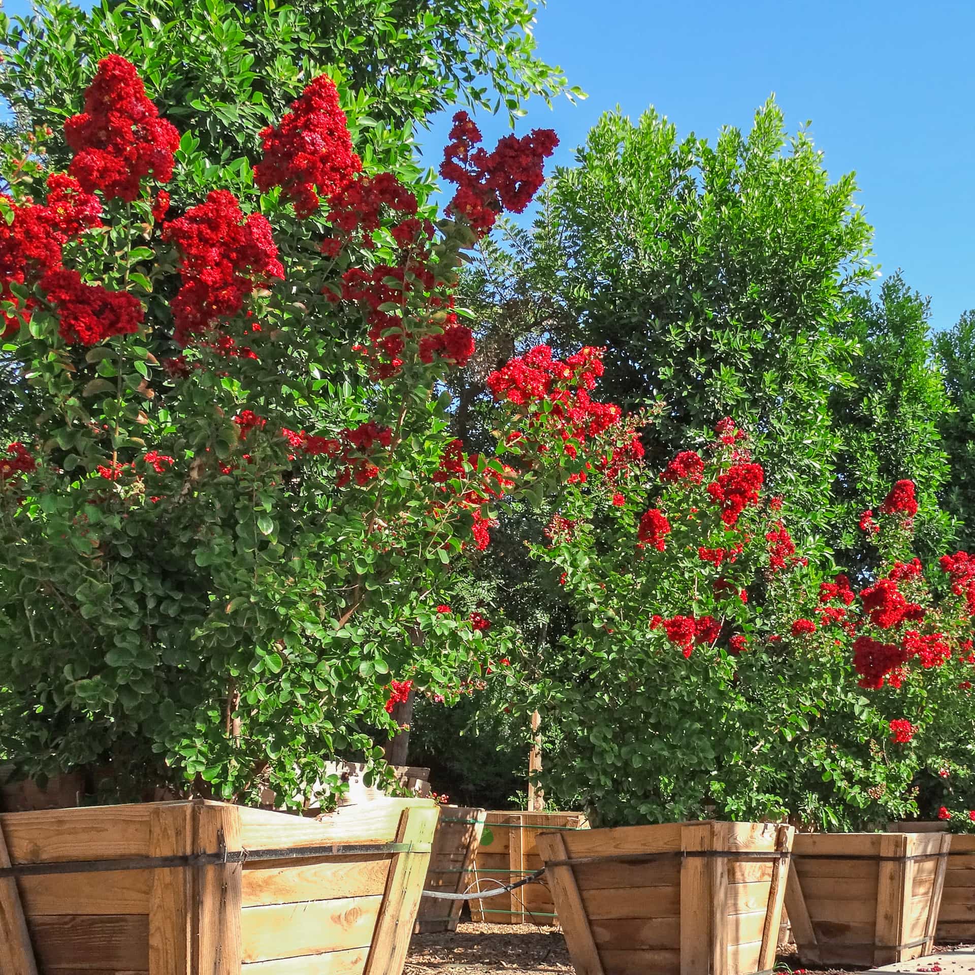Dynamite Crape Myrtle row in nursery