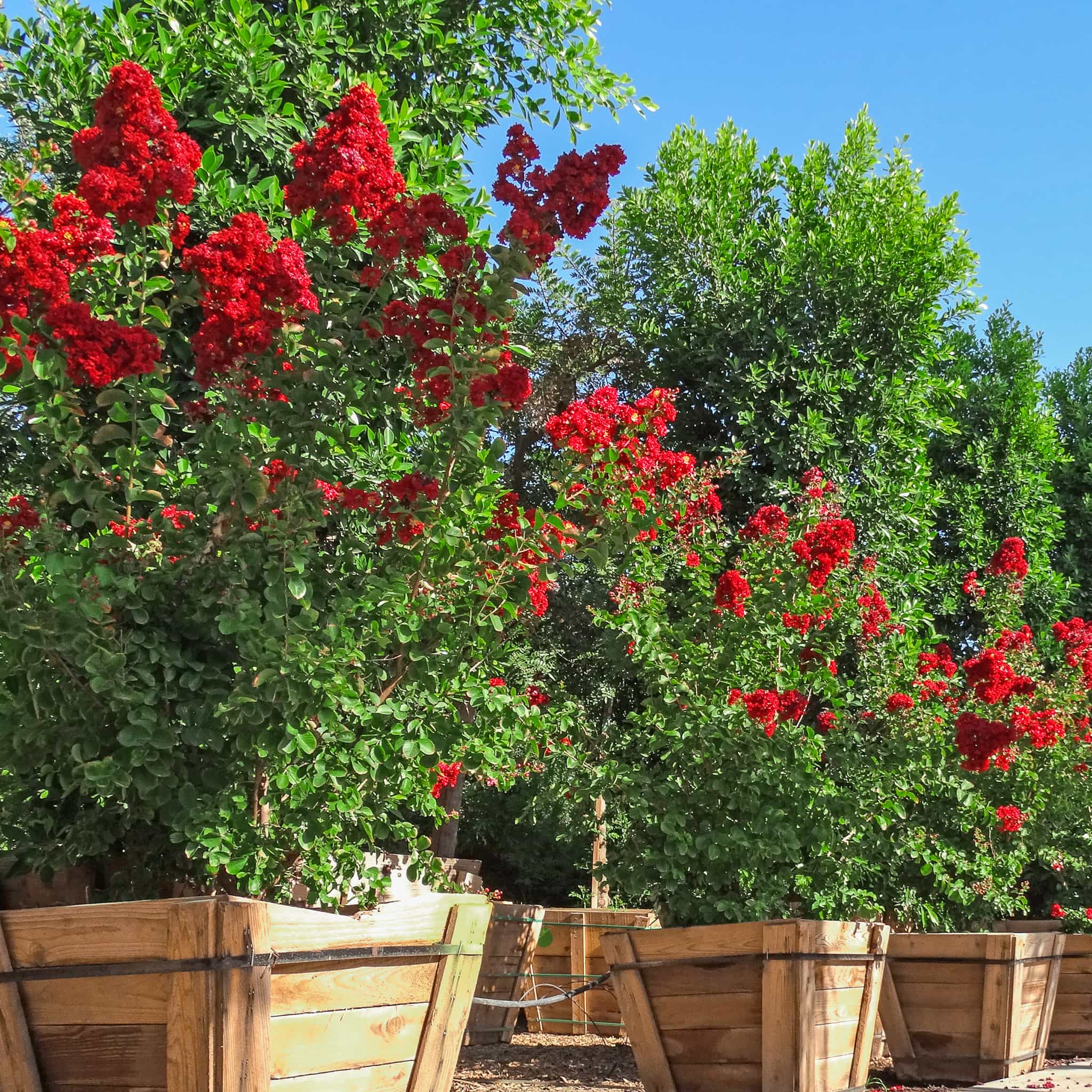 Dynamite Crape Myrtle row in nursery
